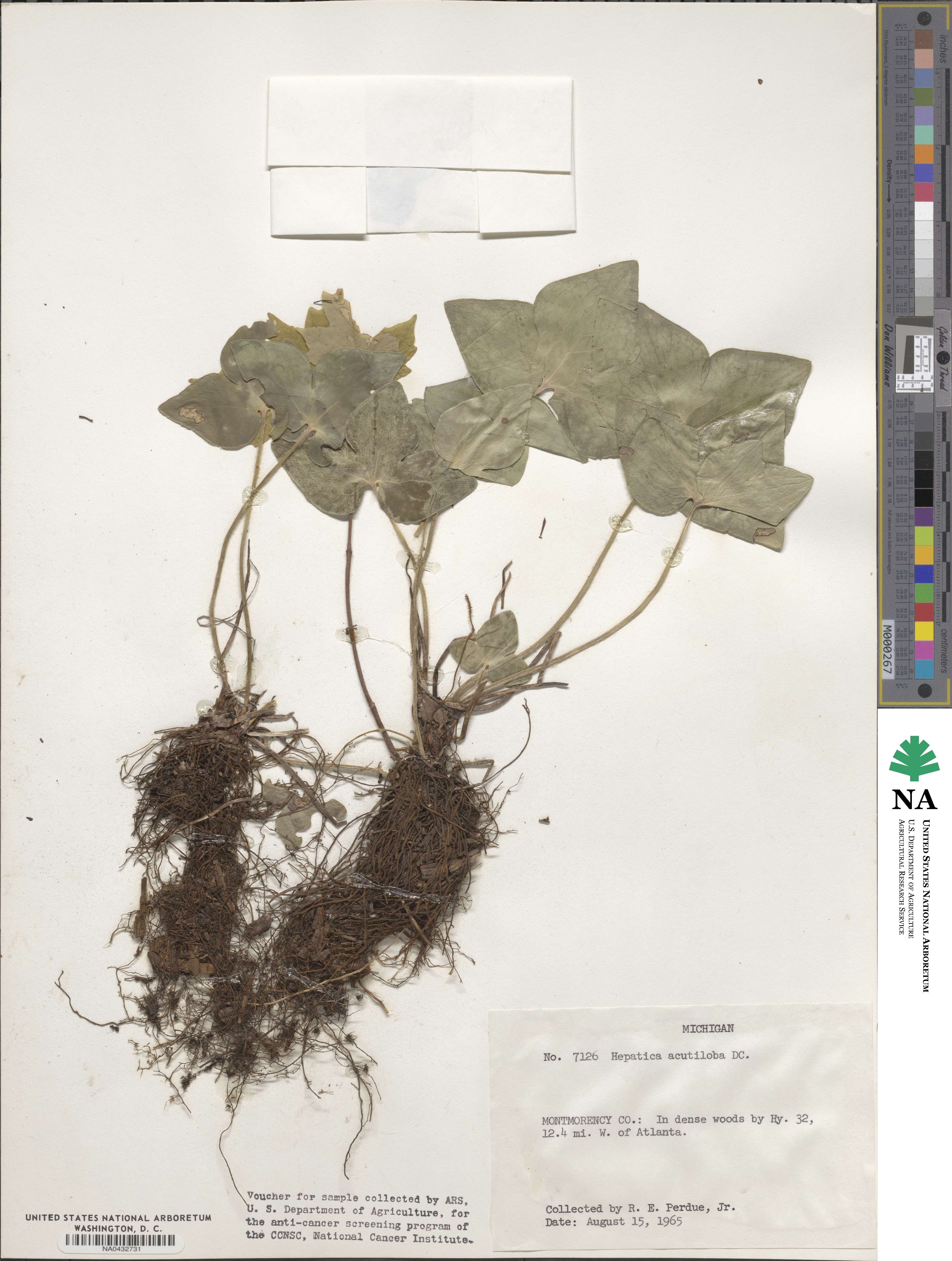 Hepatica acutiloba image