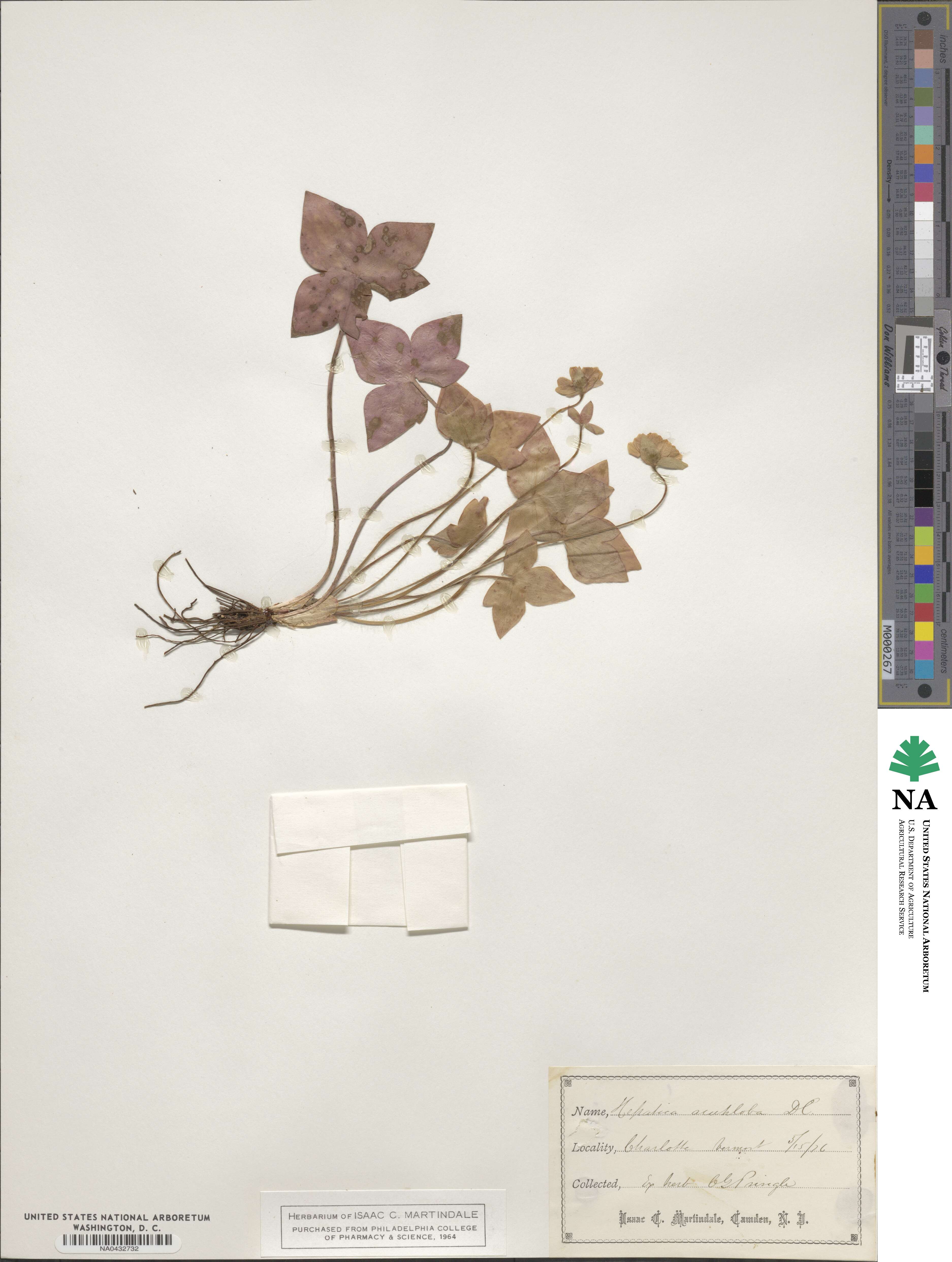 Hepatica acutiloba image