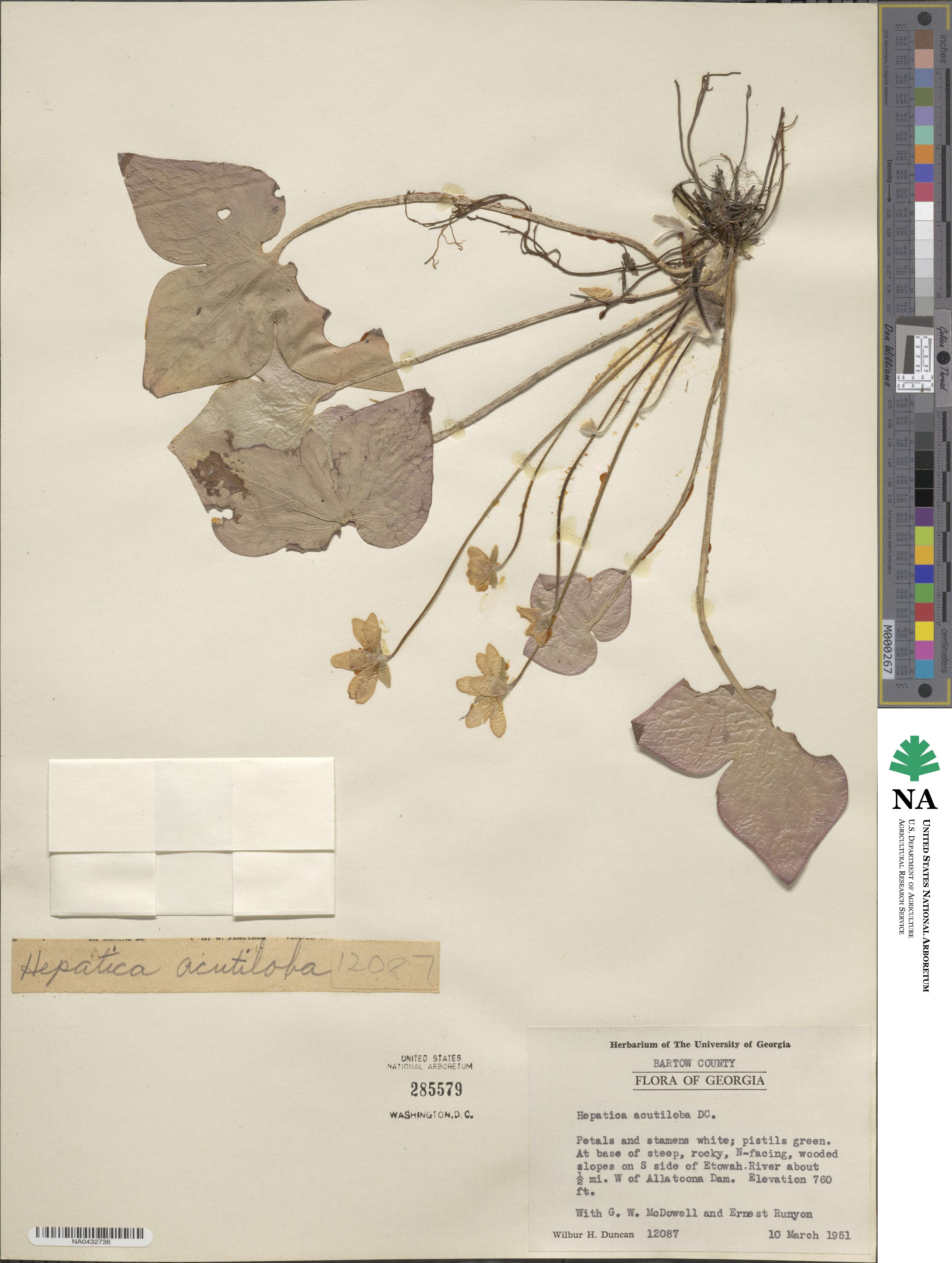 Hepatica acutiloba image