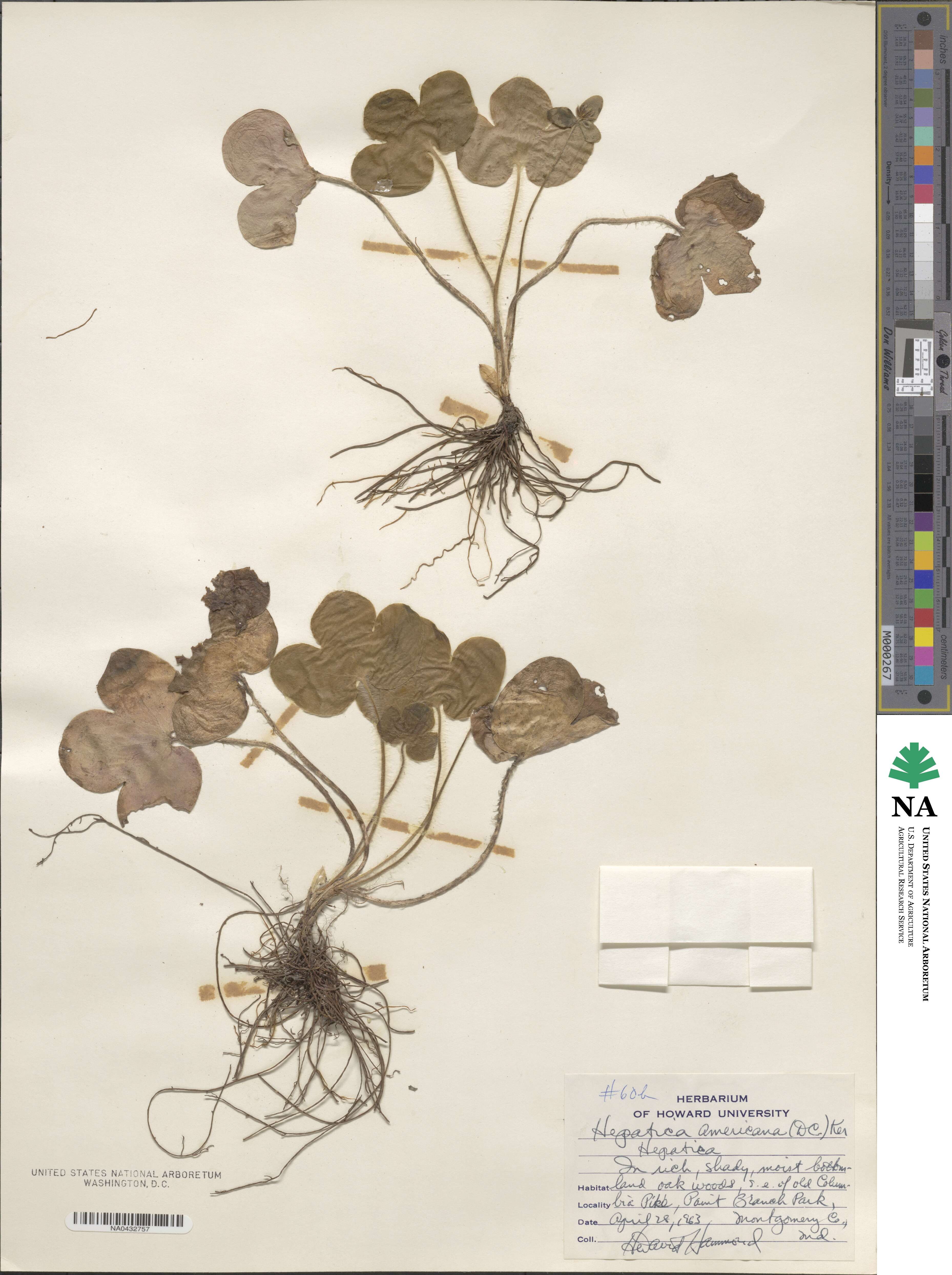 Hepatica image