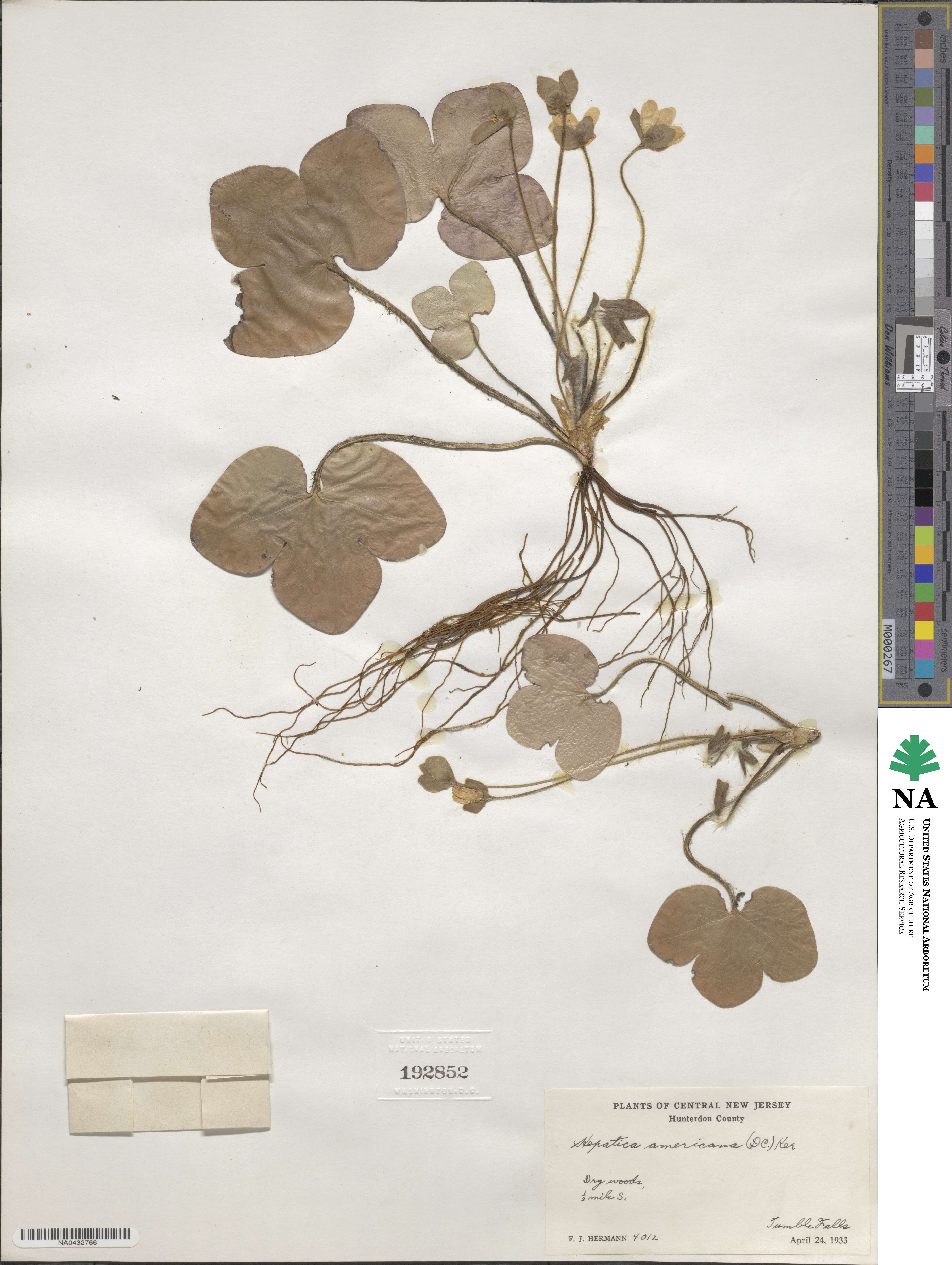 Hepatica image