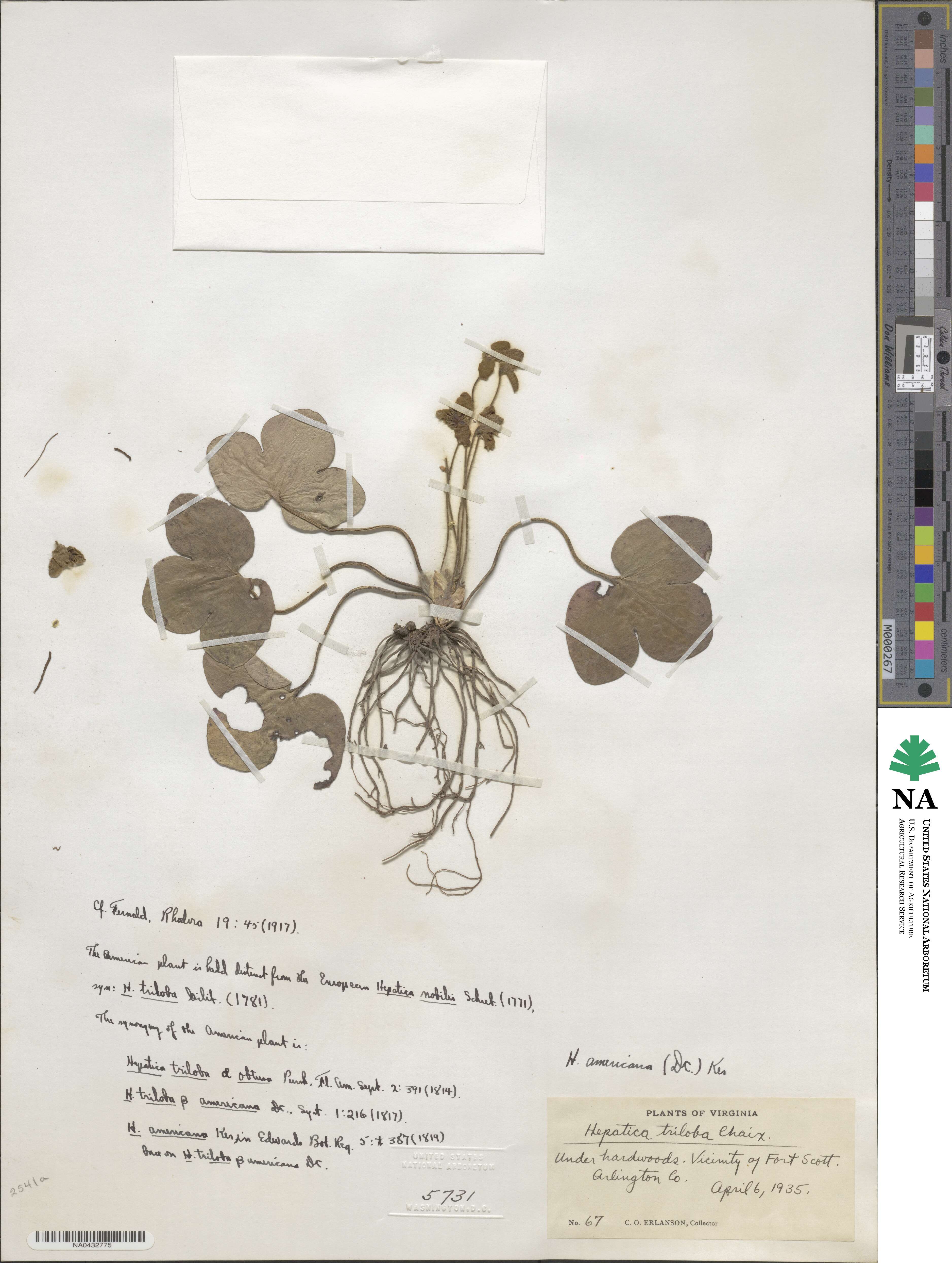Hepatica americana image