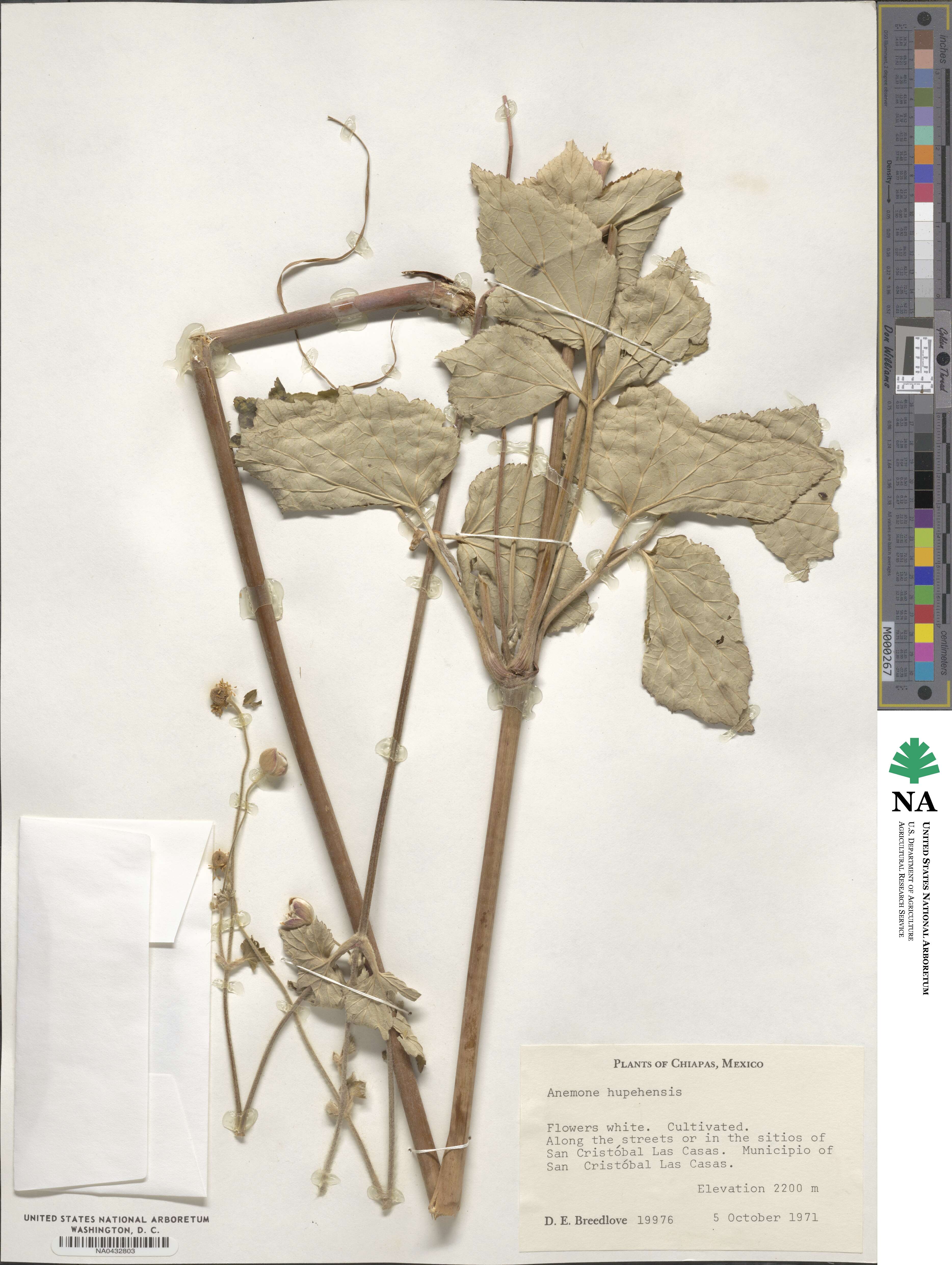 Eriocapitella hupehensis image
