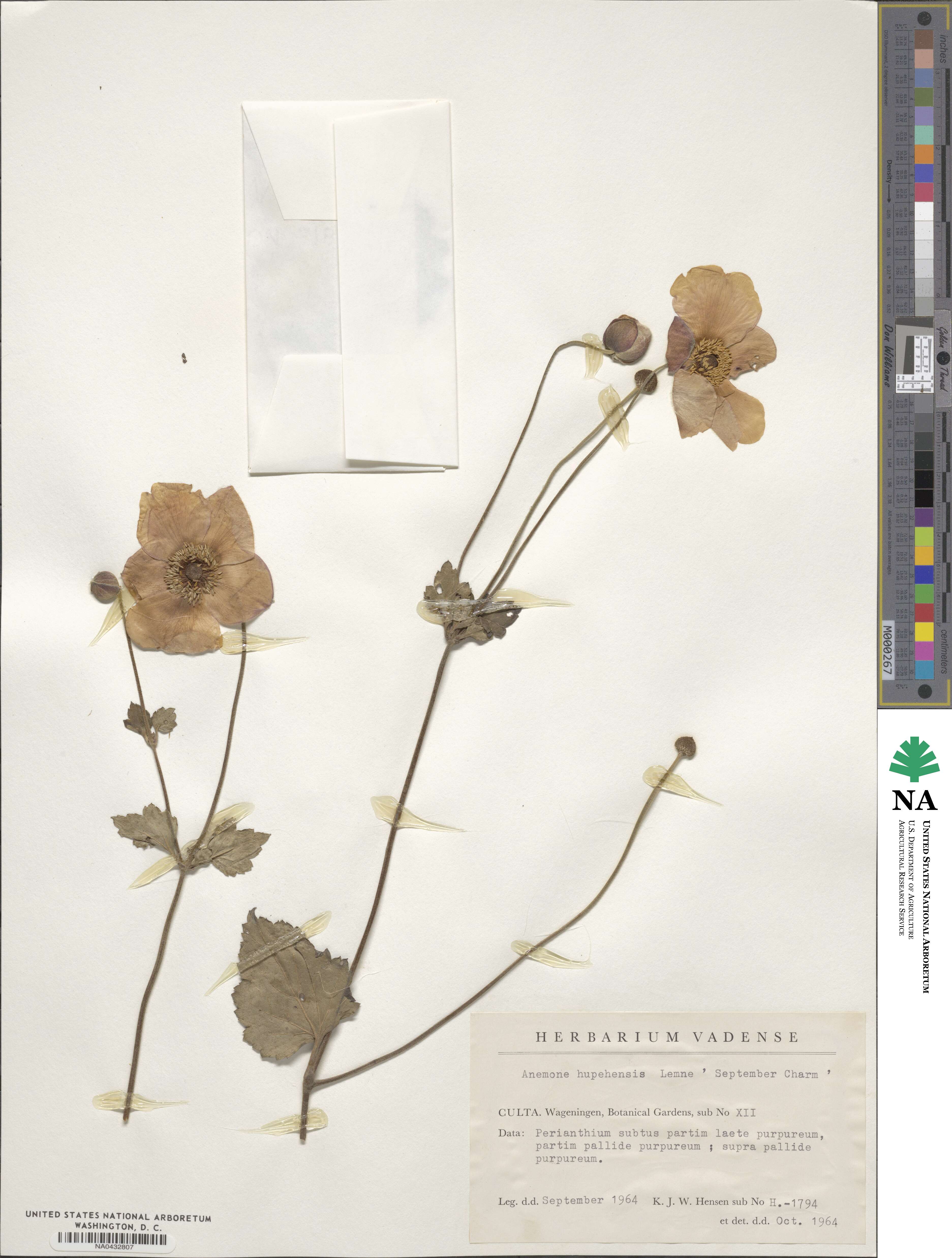 Eriocapitella hupehensis image