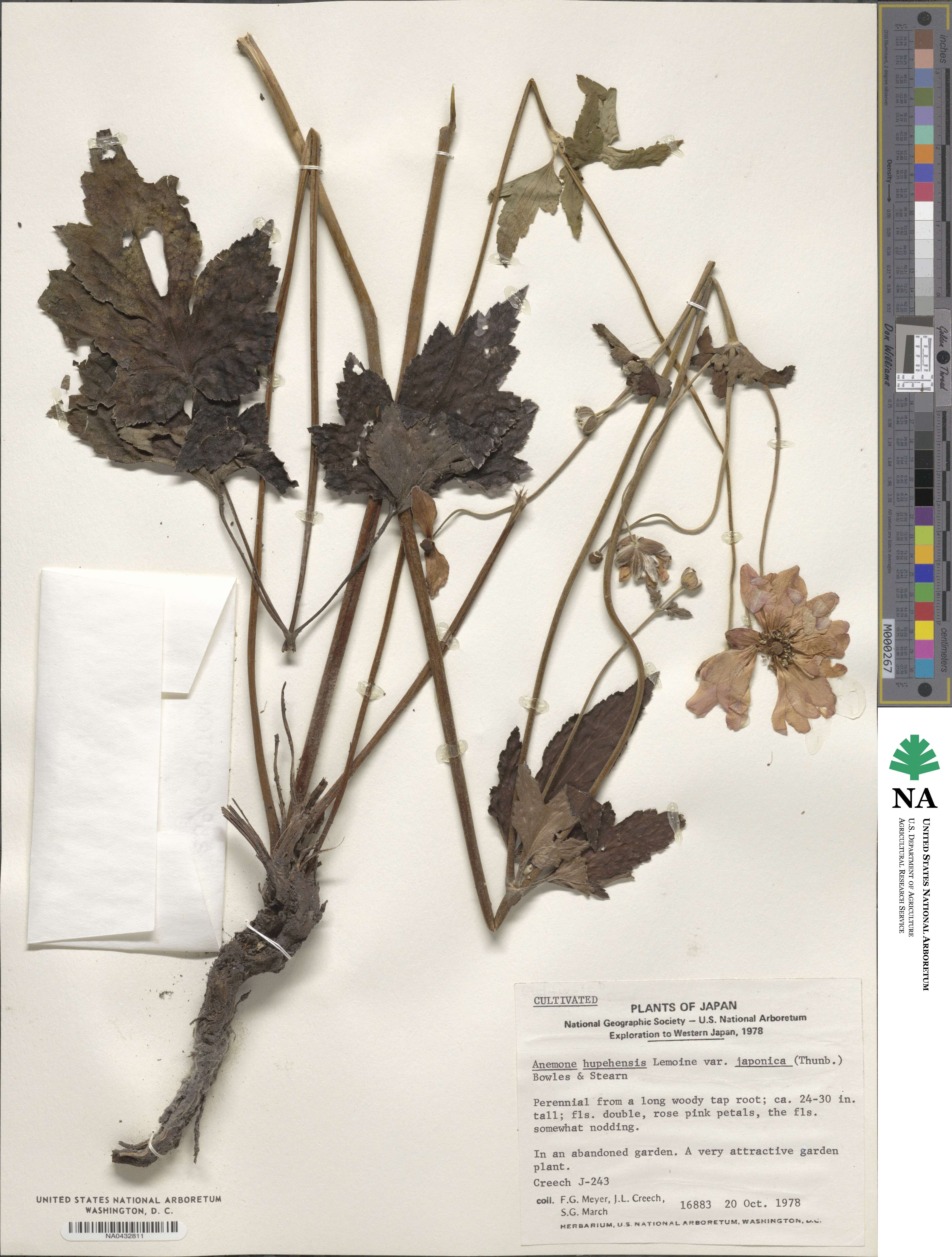 Eriocapitella japonica image