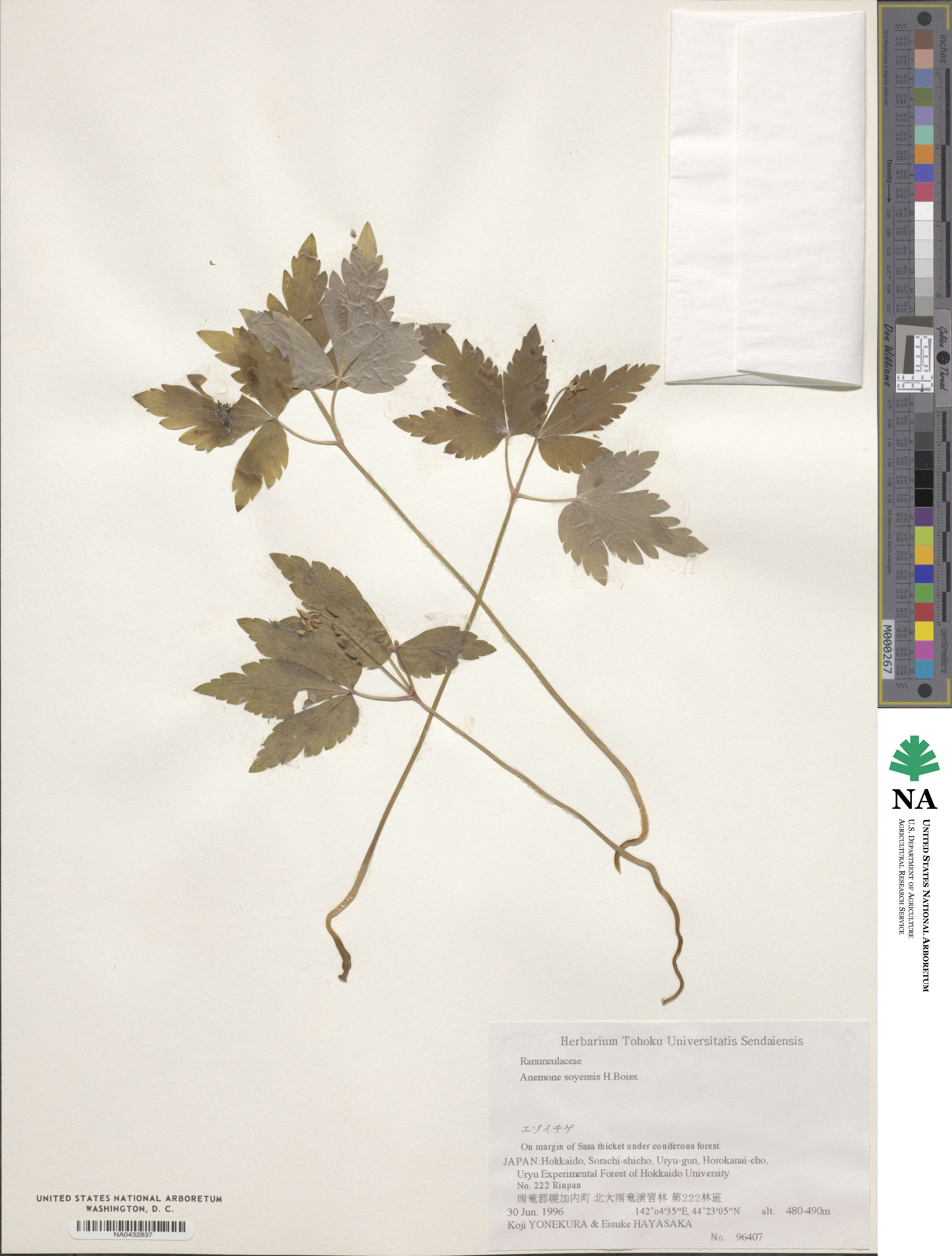 Anemonastrum flaccidum image