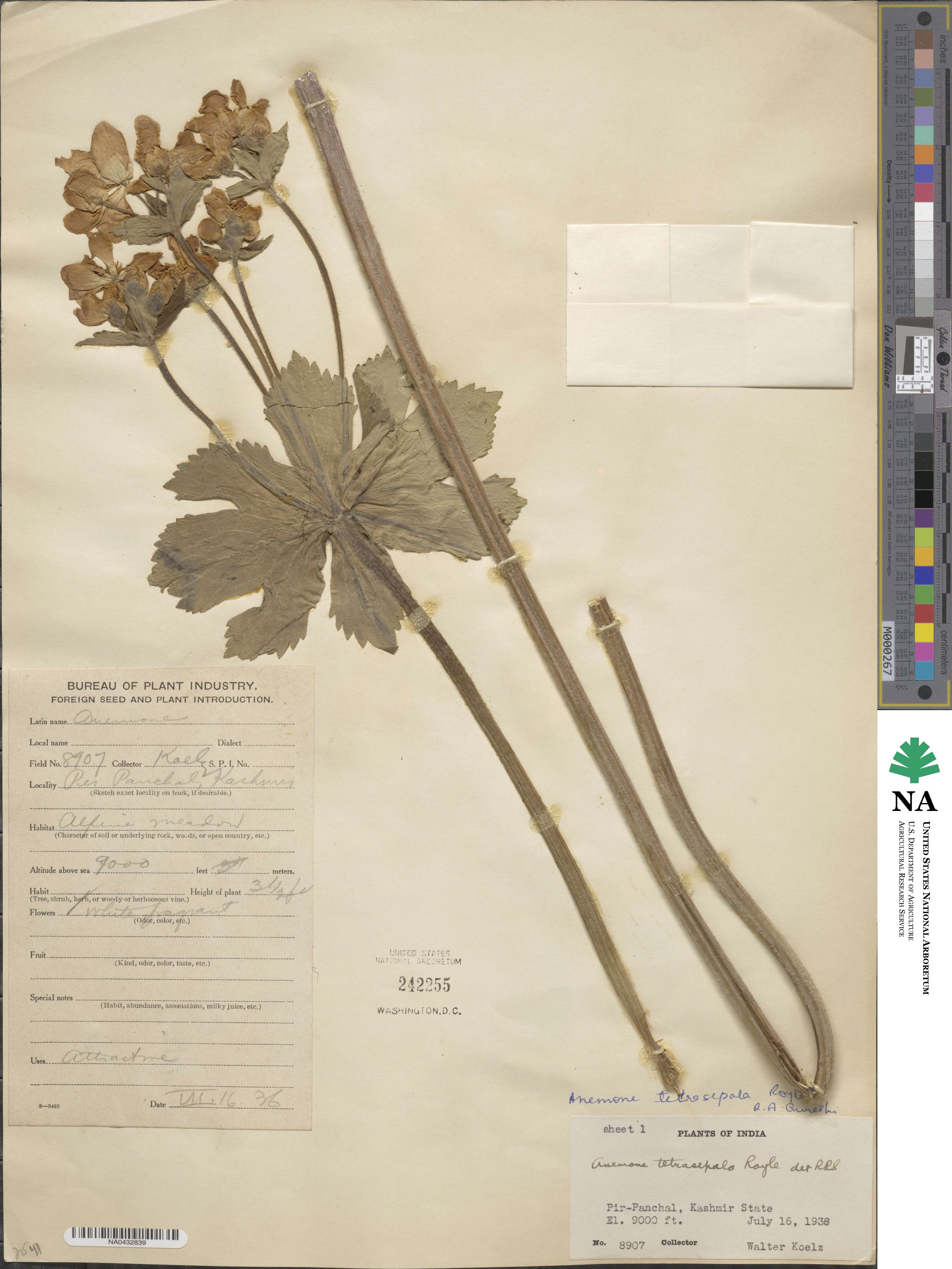 Anemonastrum tetrasepalum image