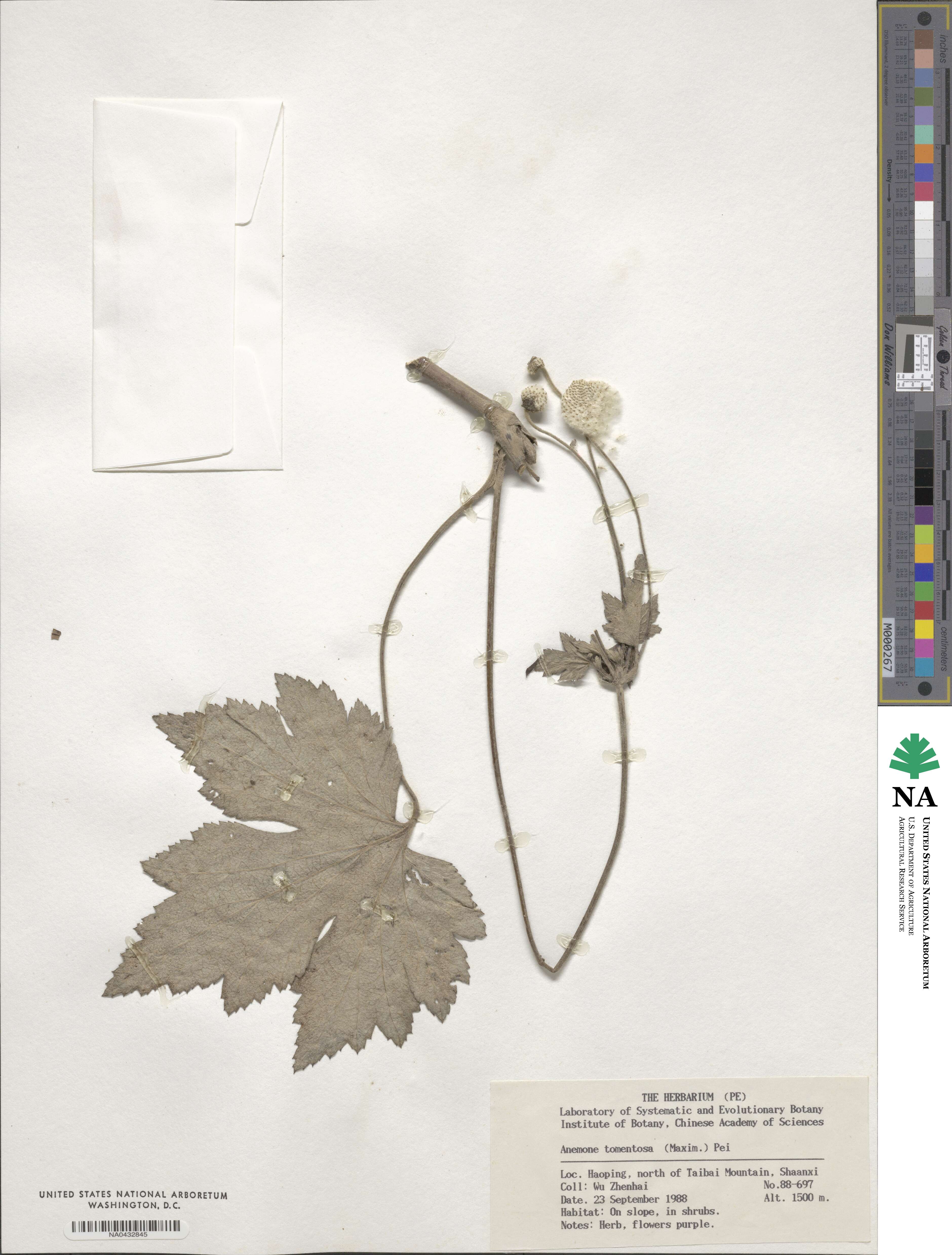 Eriocapitella tomentosa image
