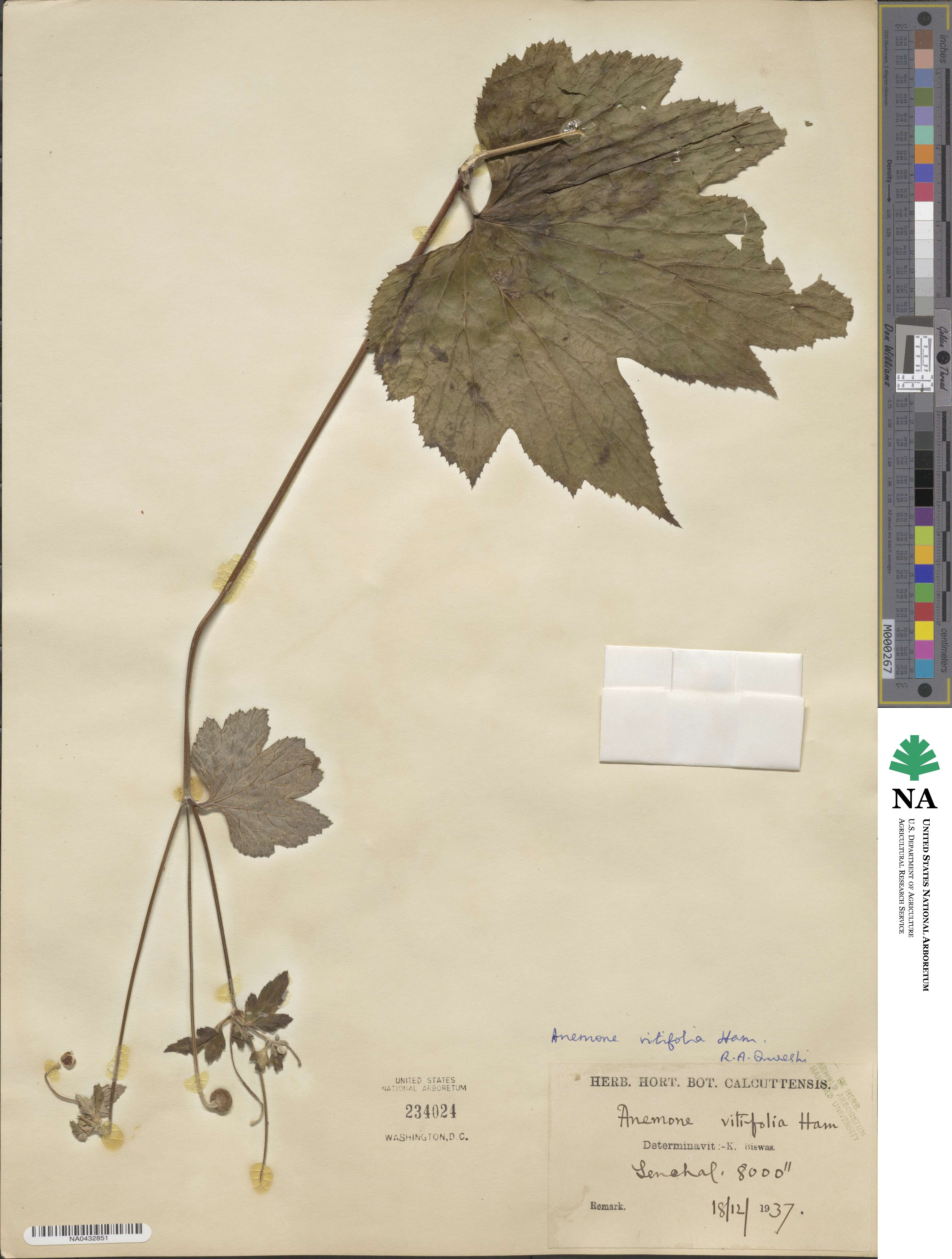 Eriocapitella vitifolia image