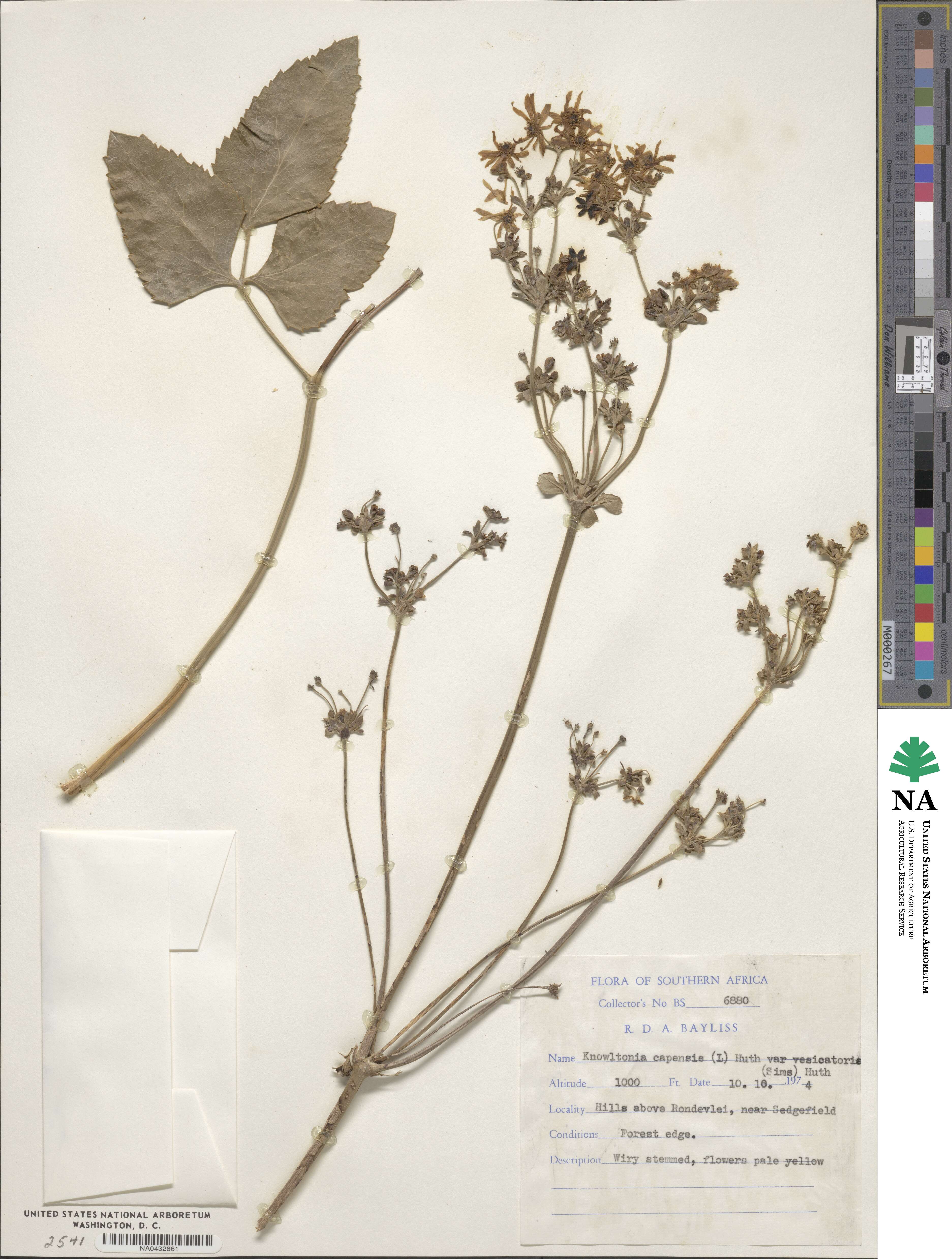 Knowltonia tenuifolia image