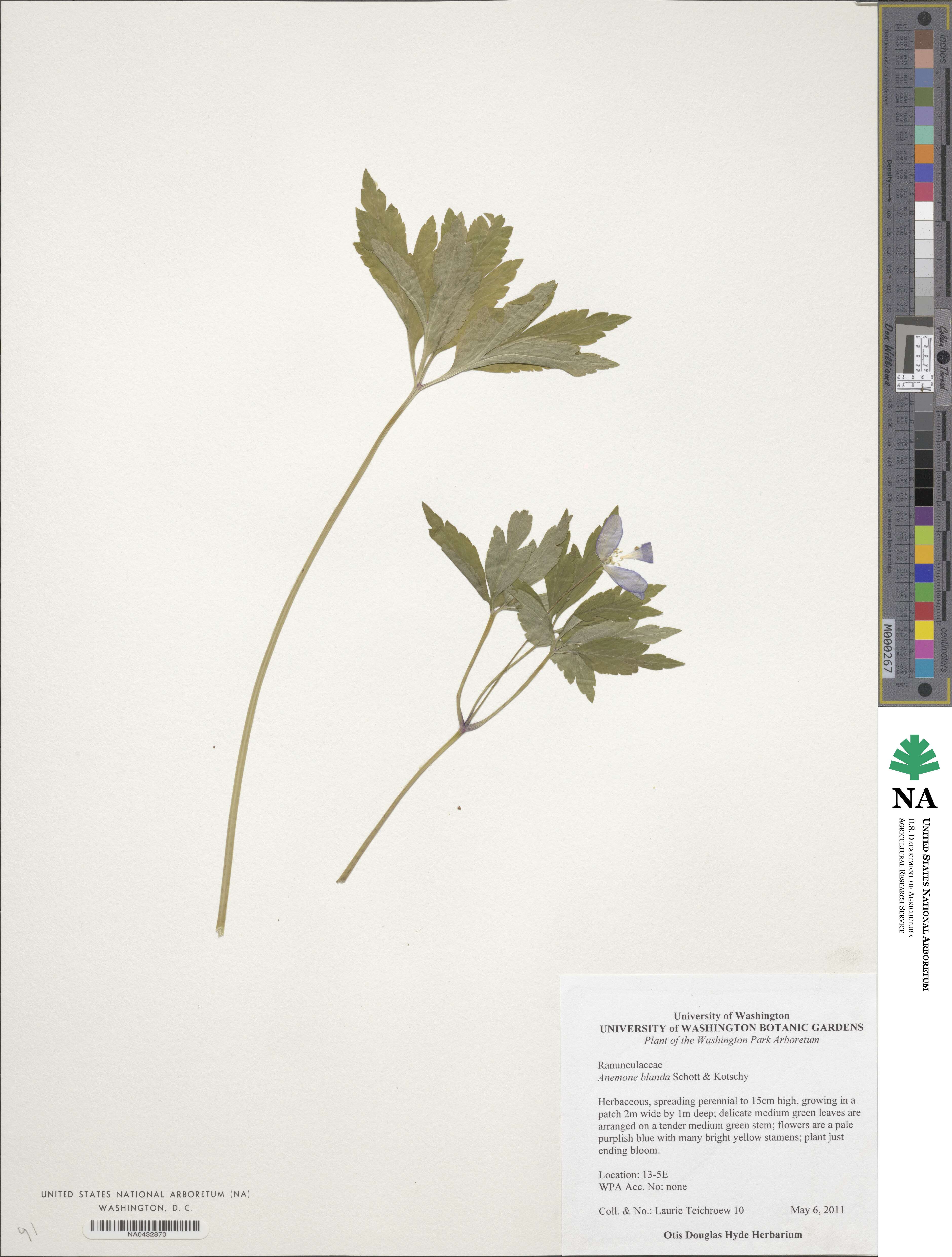 Anemone blanda image