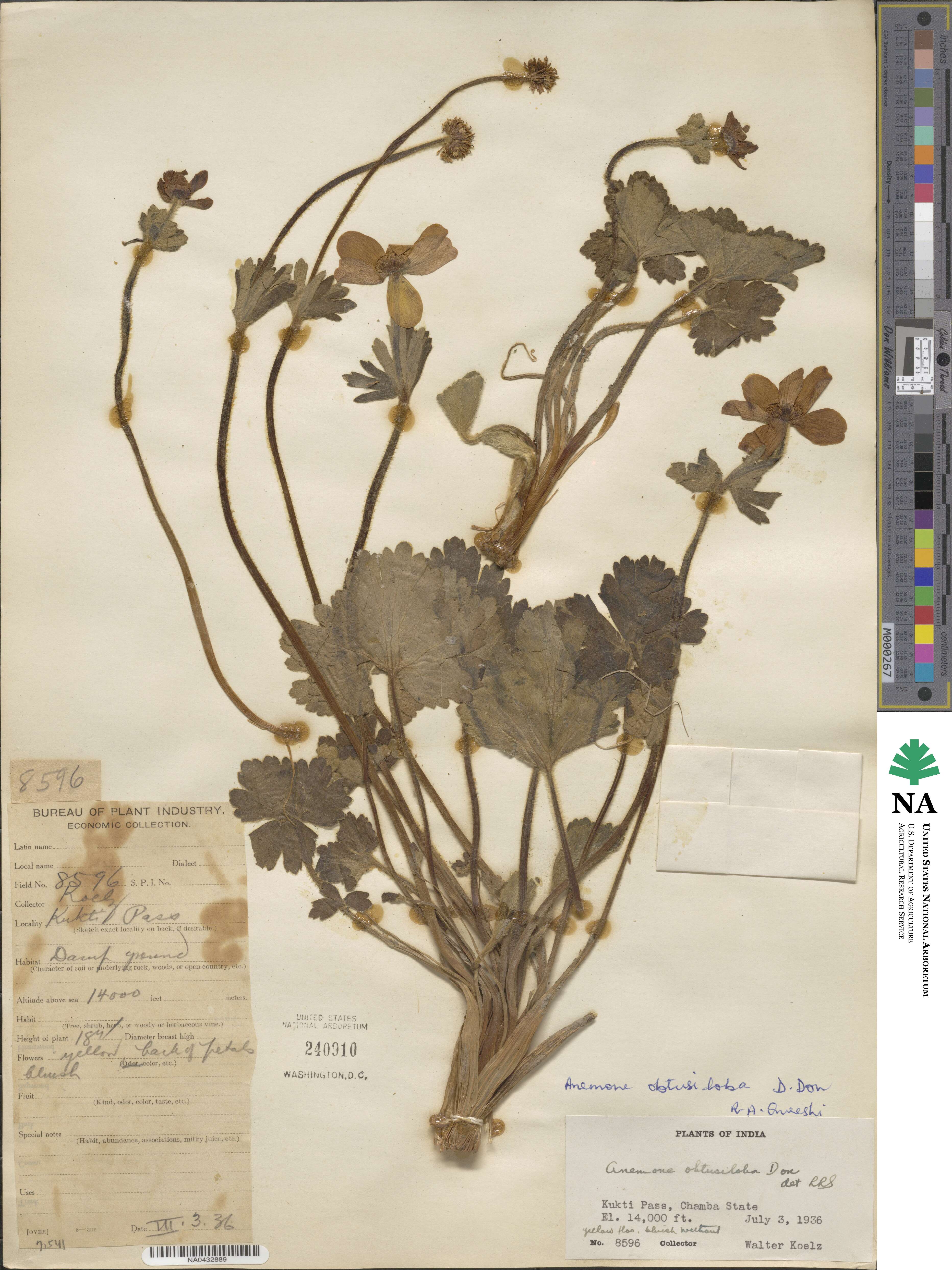 Anemone obtusiloba image