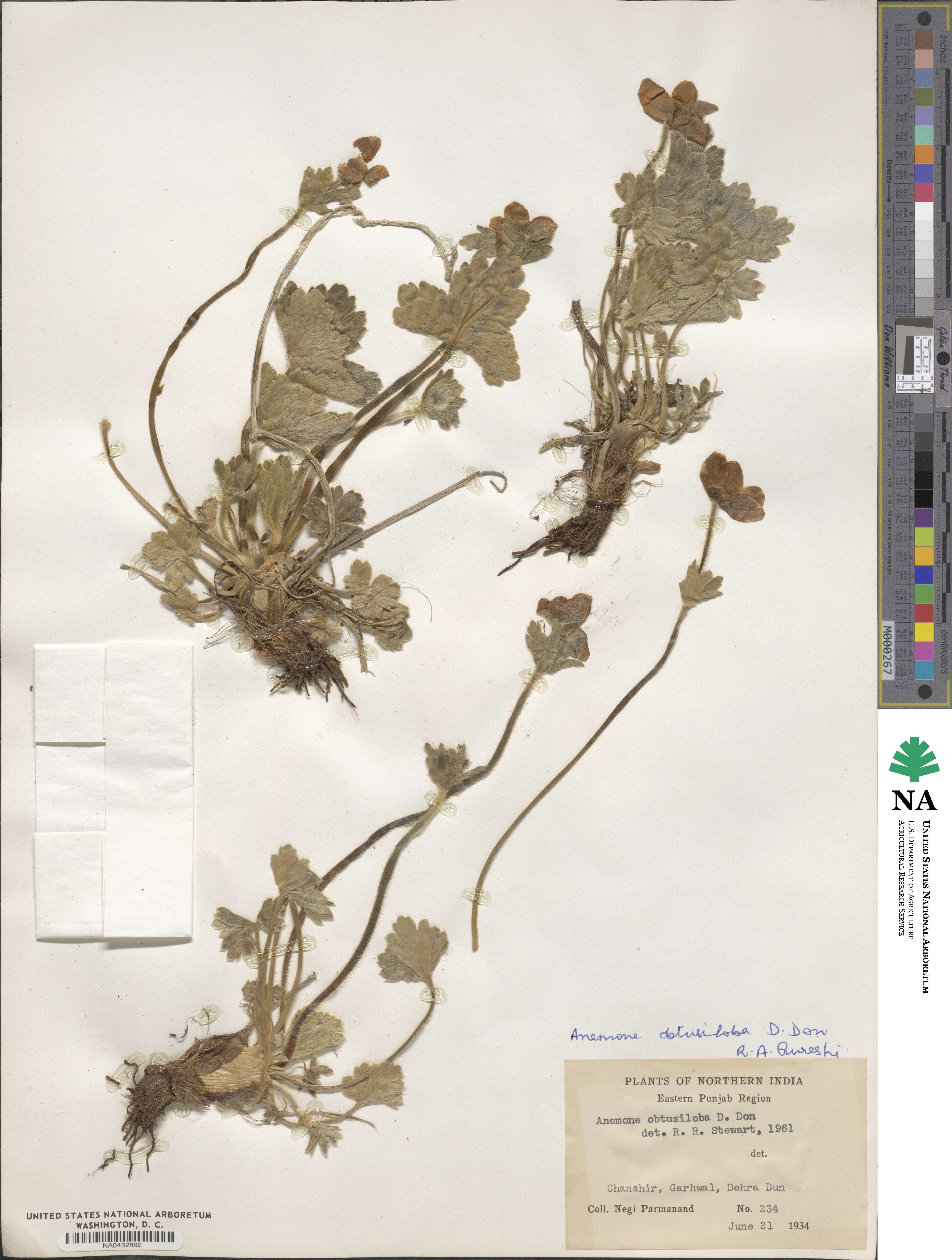 Anemone obtusiloba image