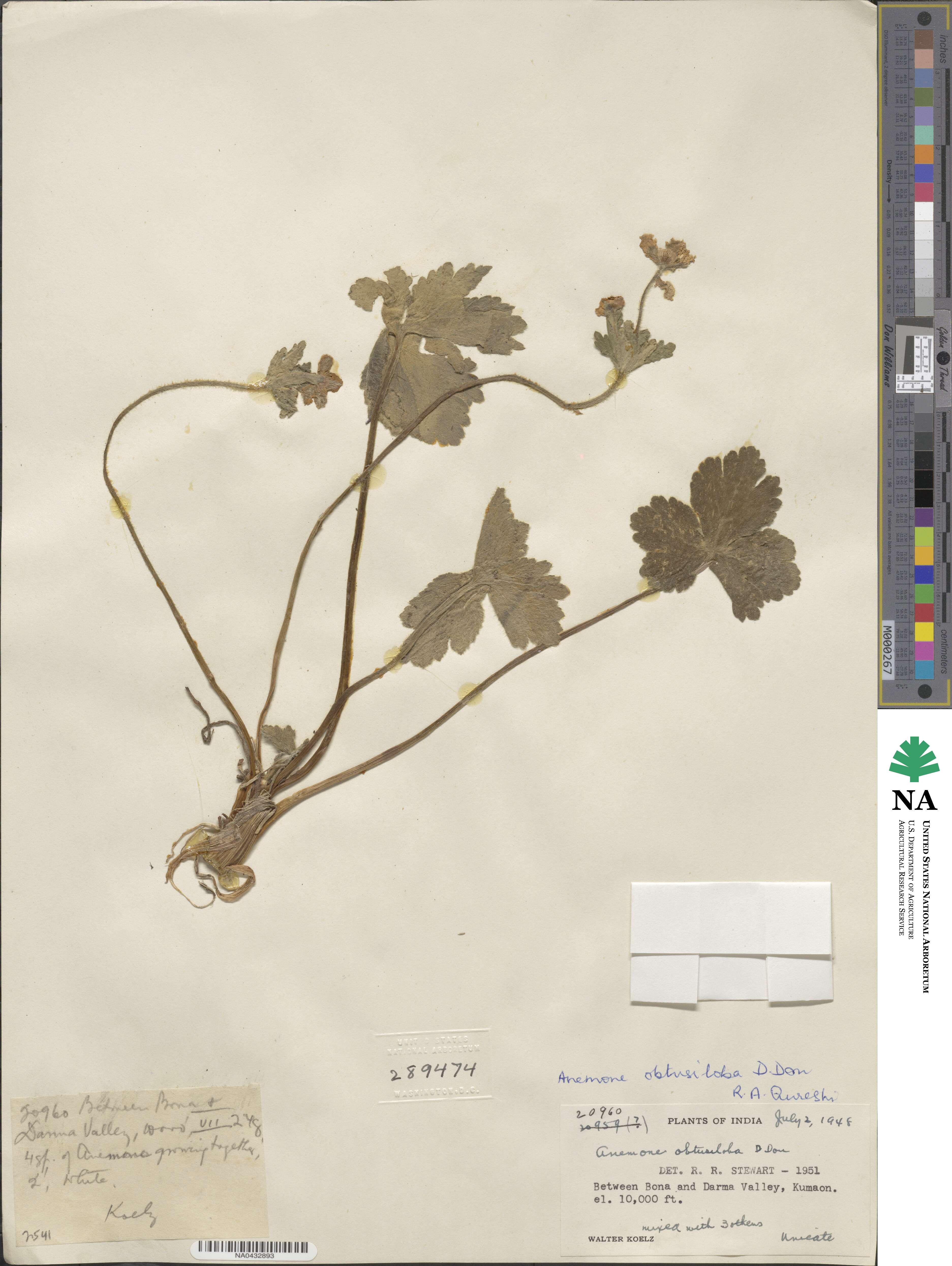 Anemone obtusiloba image