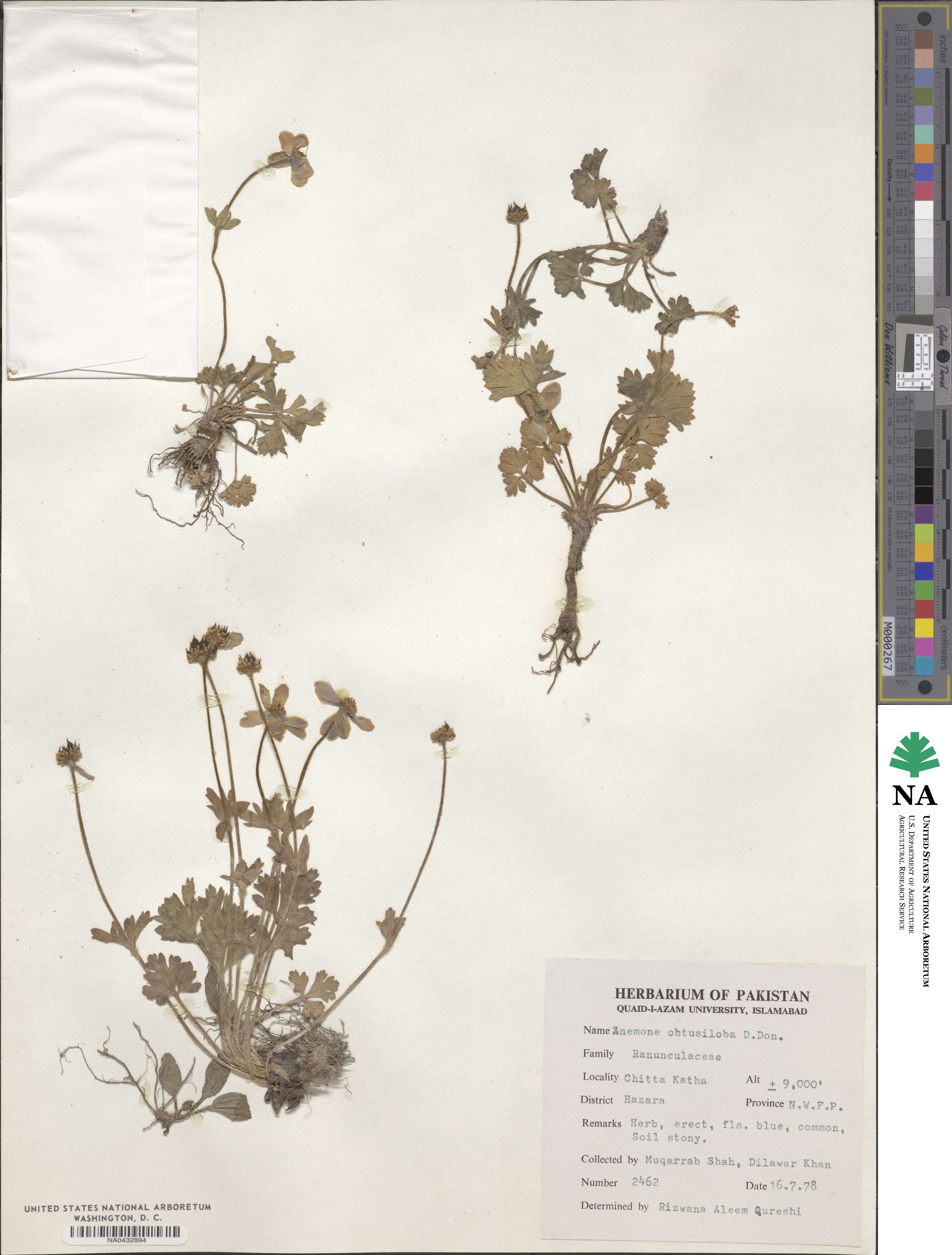Anemone obtusiloba image