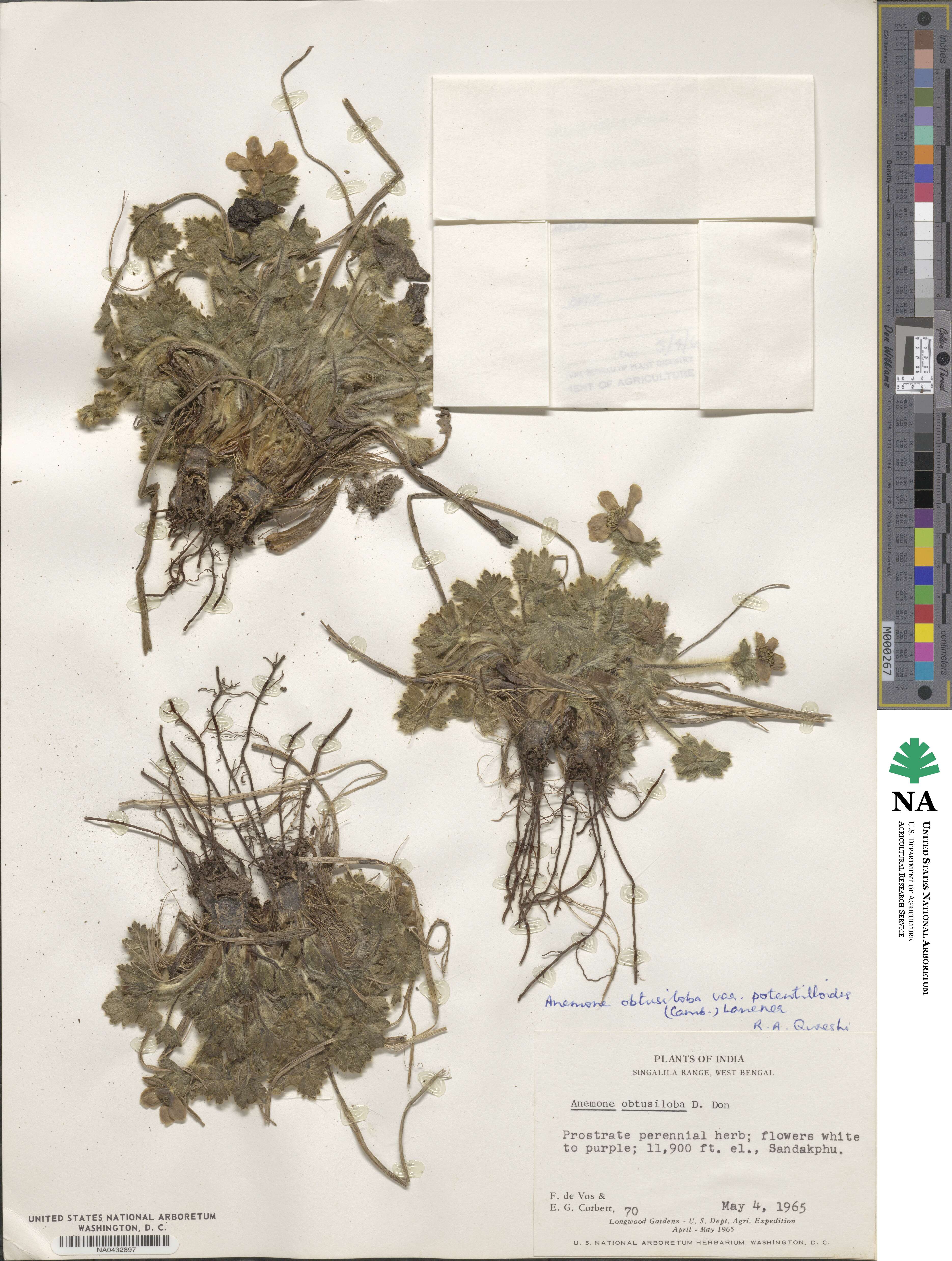Anemone obtusiloba var. potentilloides image