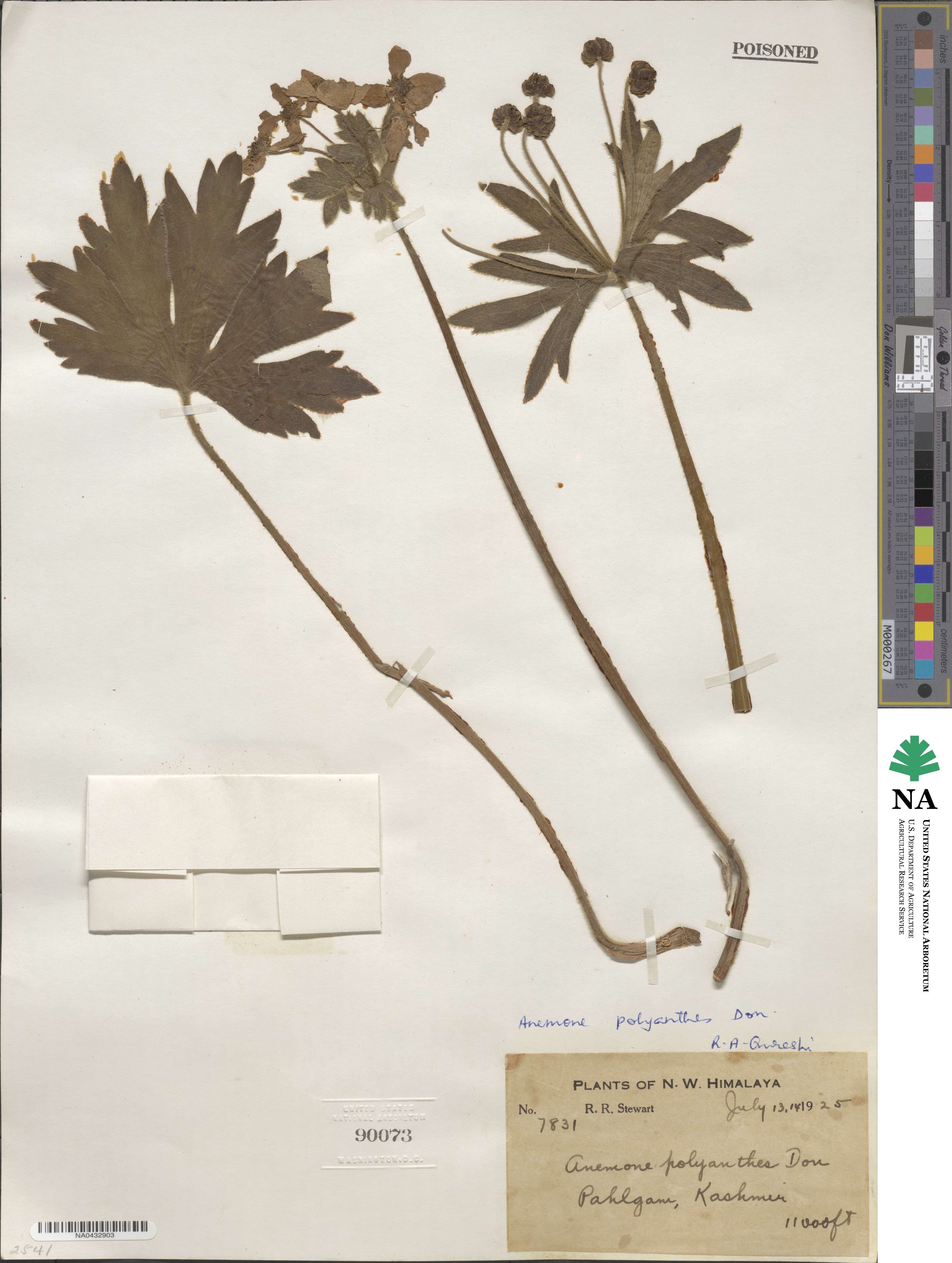 Anemonastrum polyanthes image