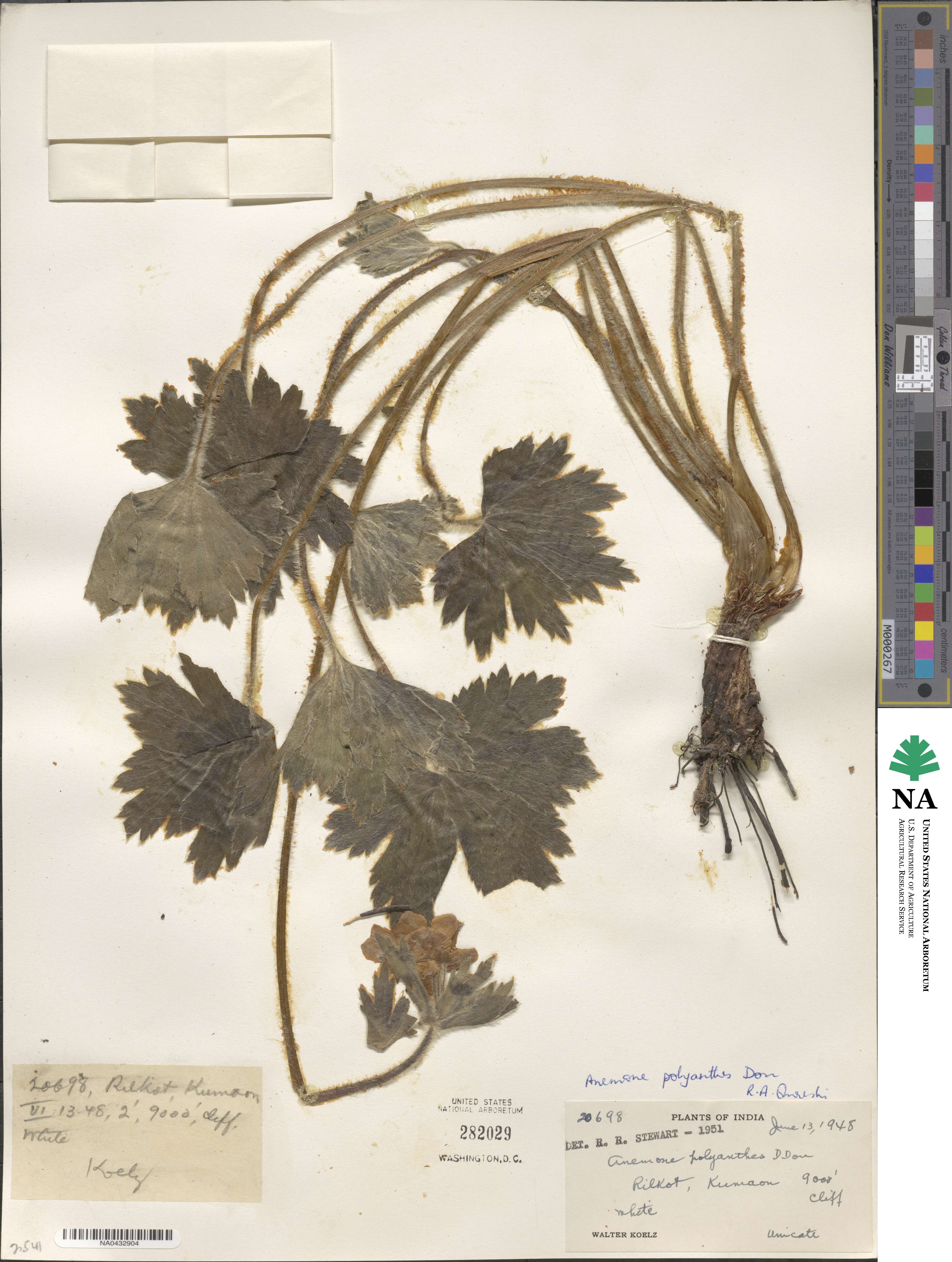 Anemonastrum polyanthes image