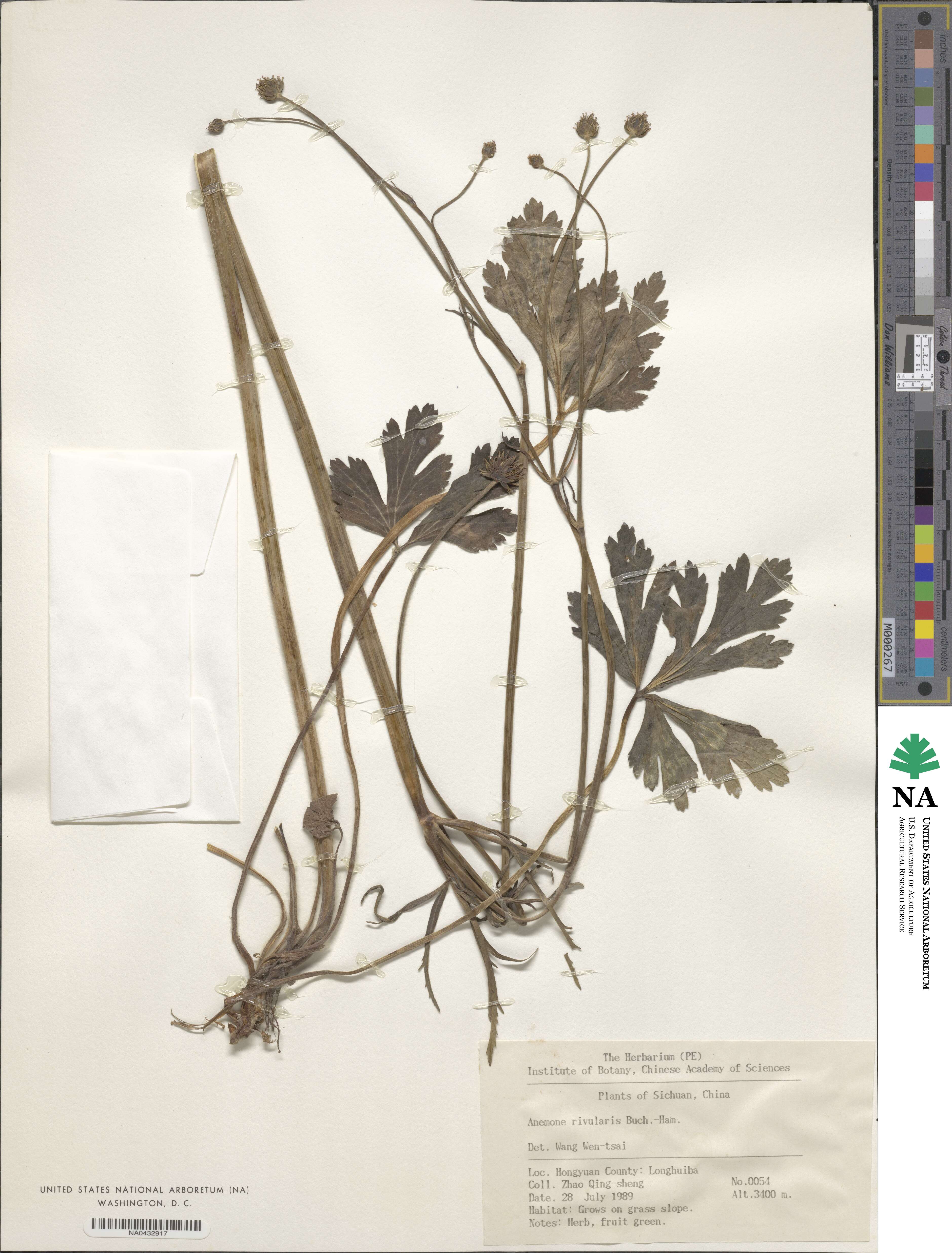 Anemone rivularis image