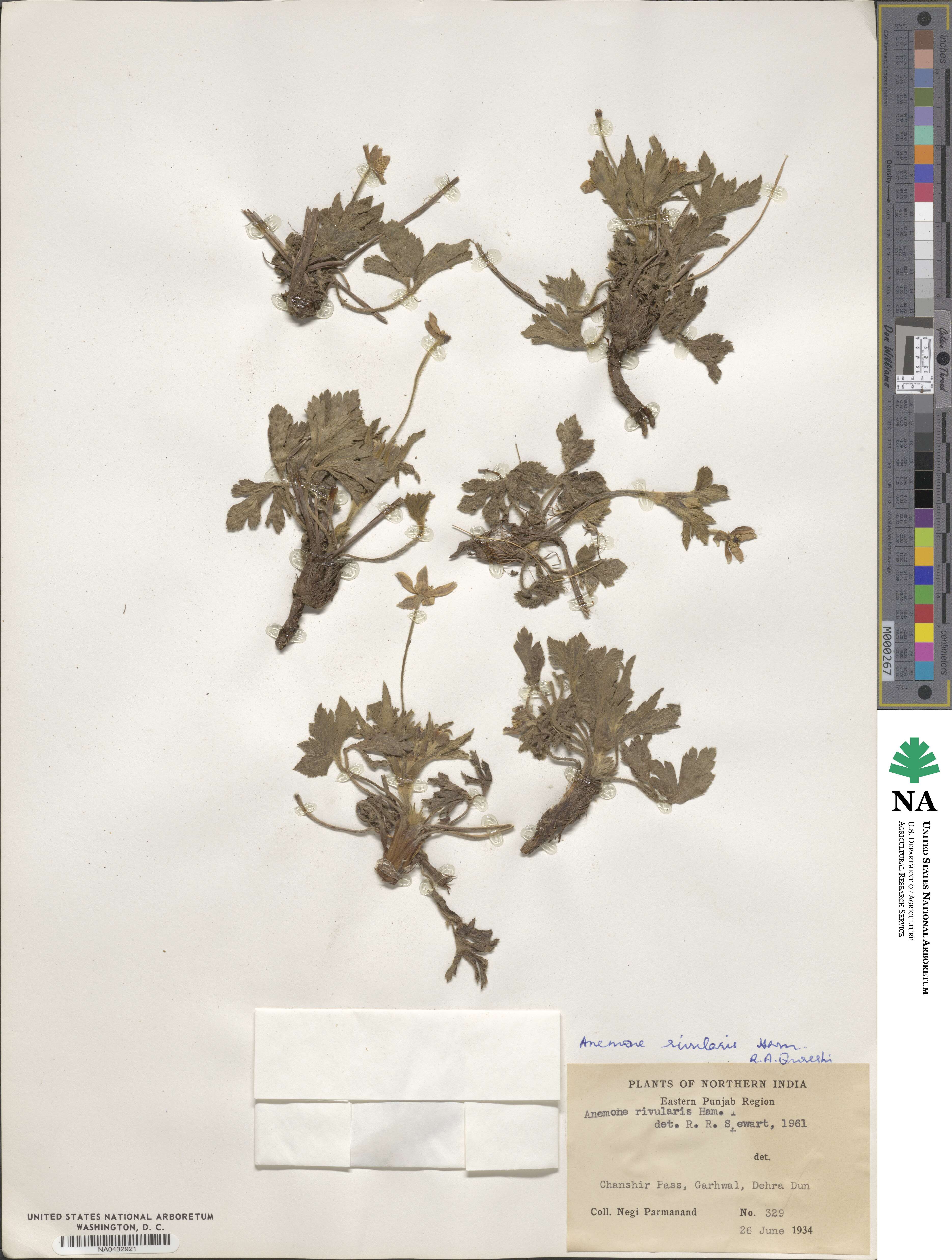 Anemone rivularis image