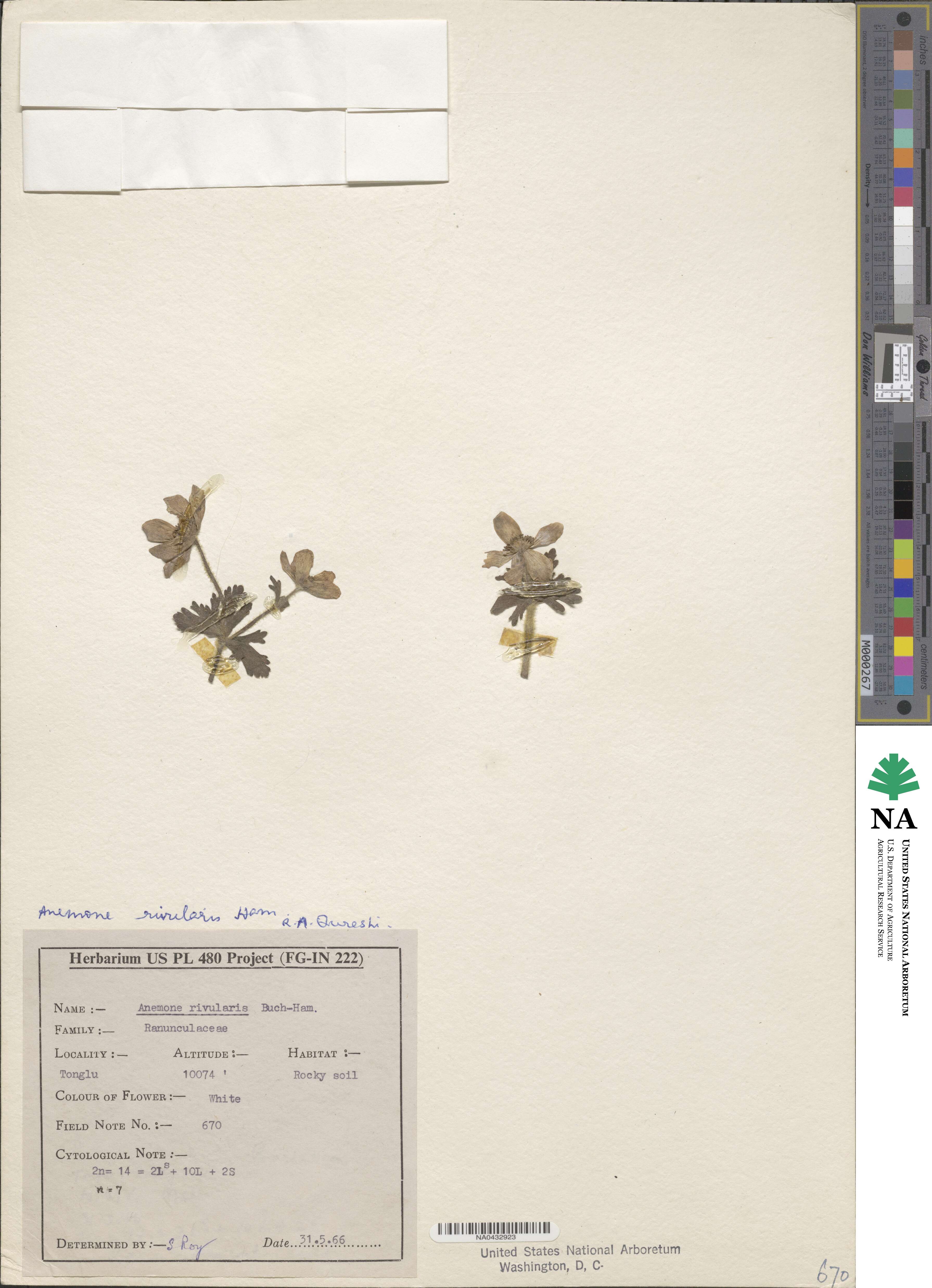 Anemone rivularis image
