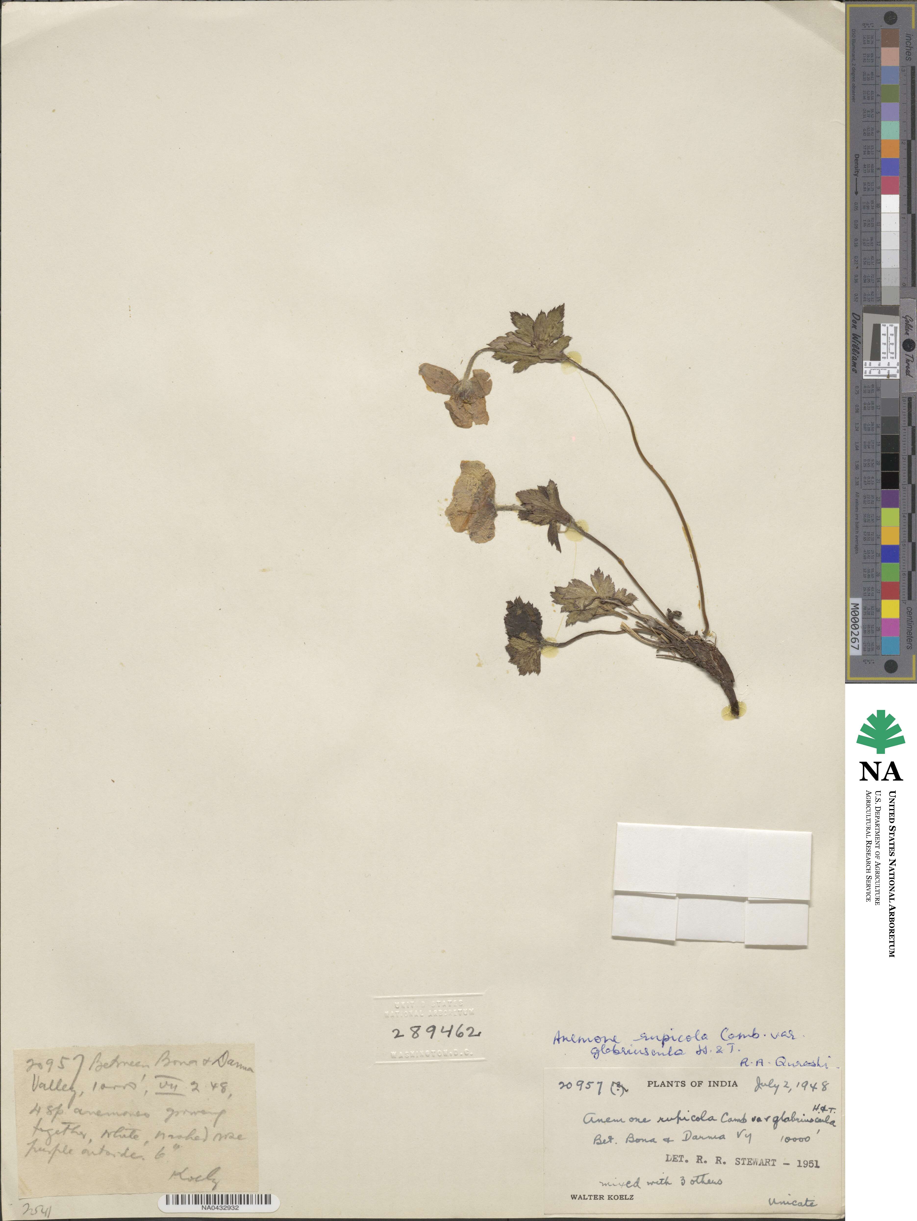 Eriocapitella rupicola image
