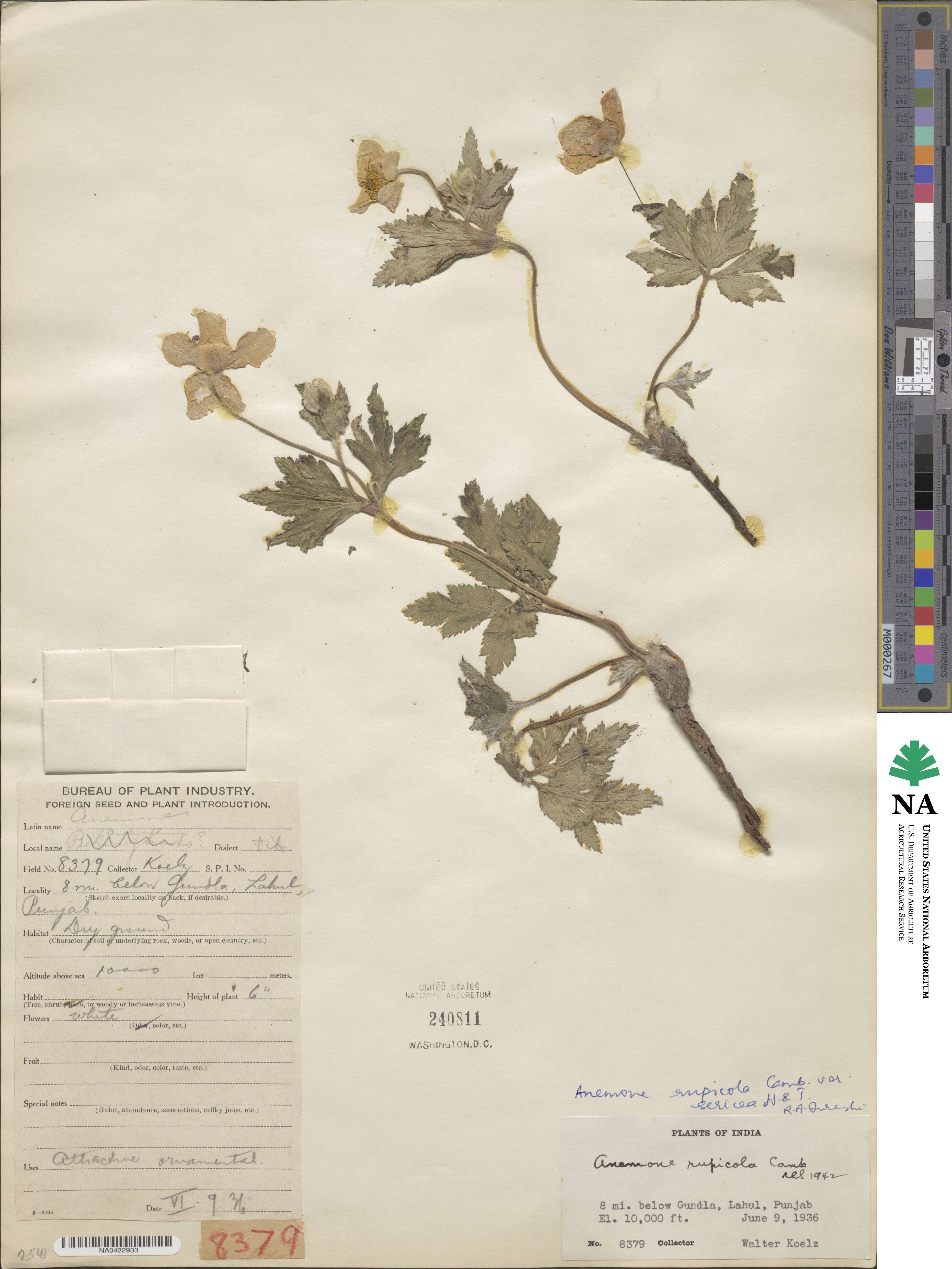 Eriocapitella rupicola image