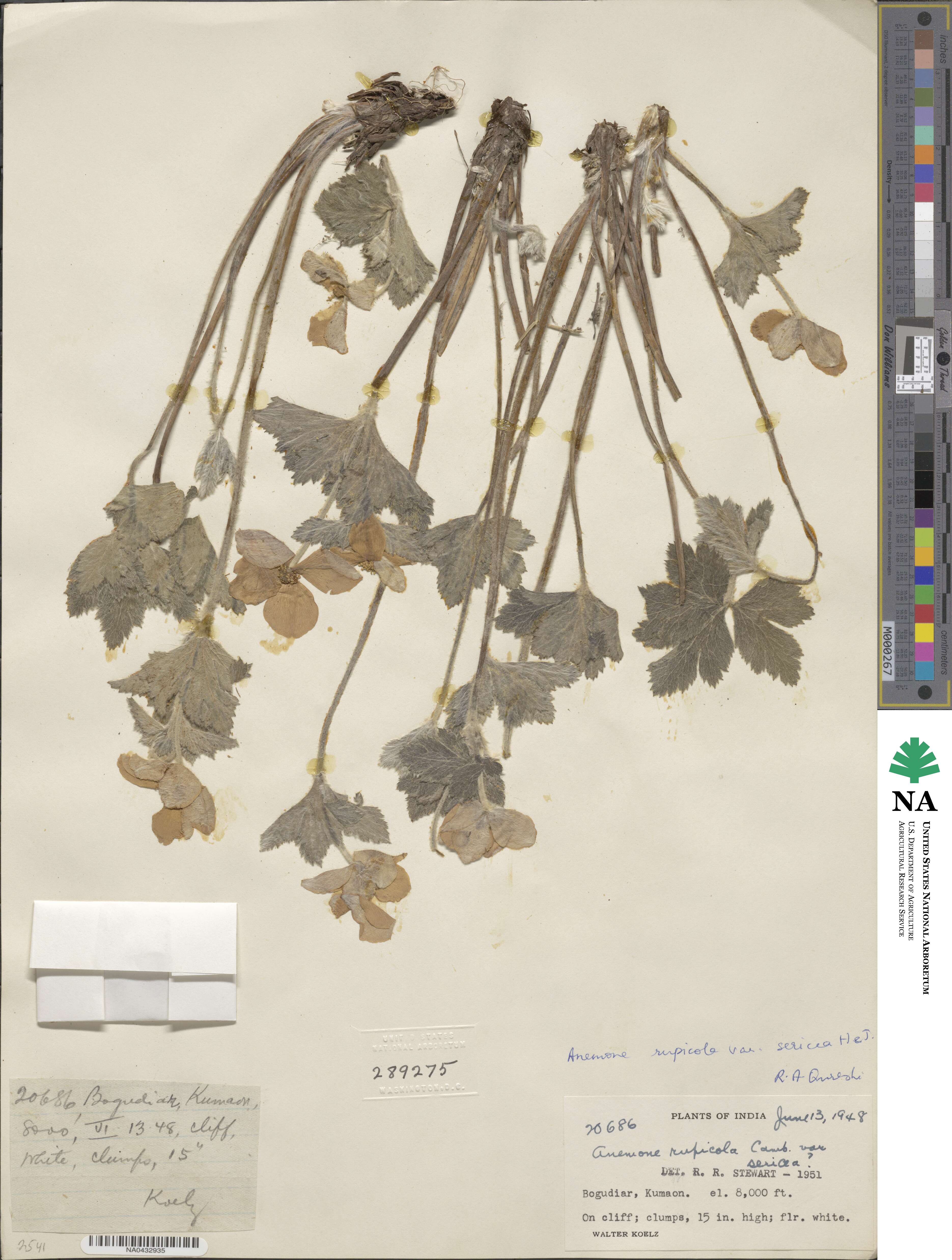 Eriocapitella rupicola image