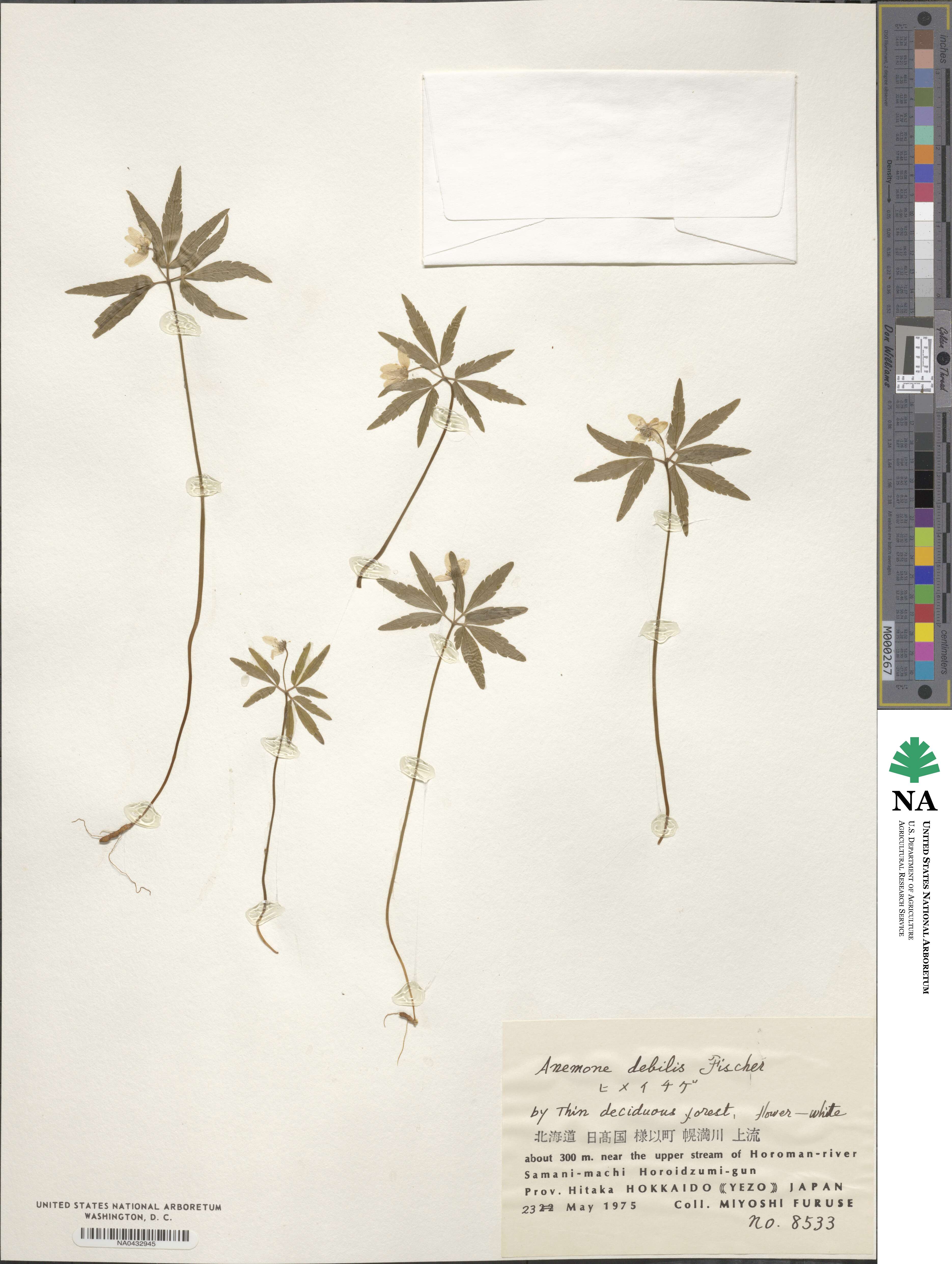 Anemone debilis image