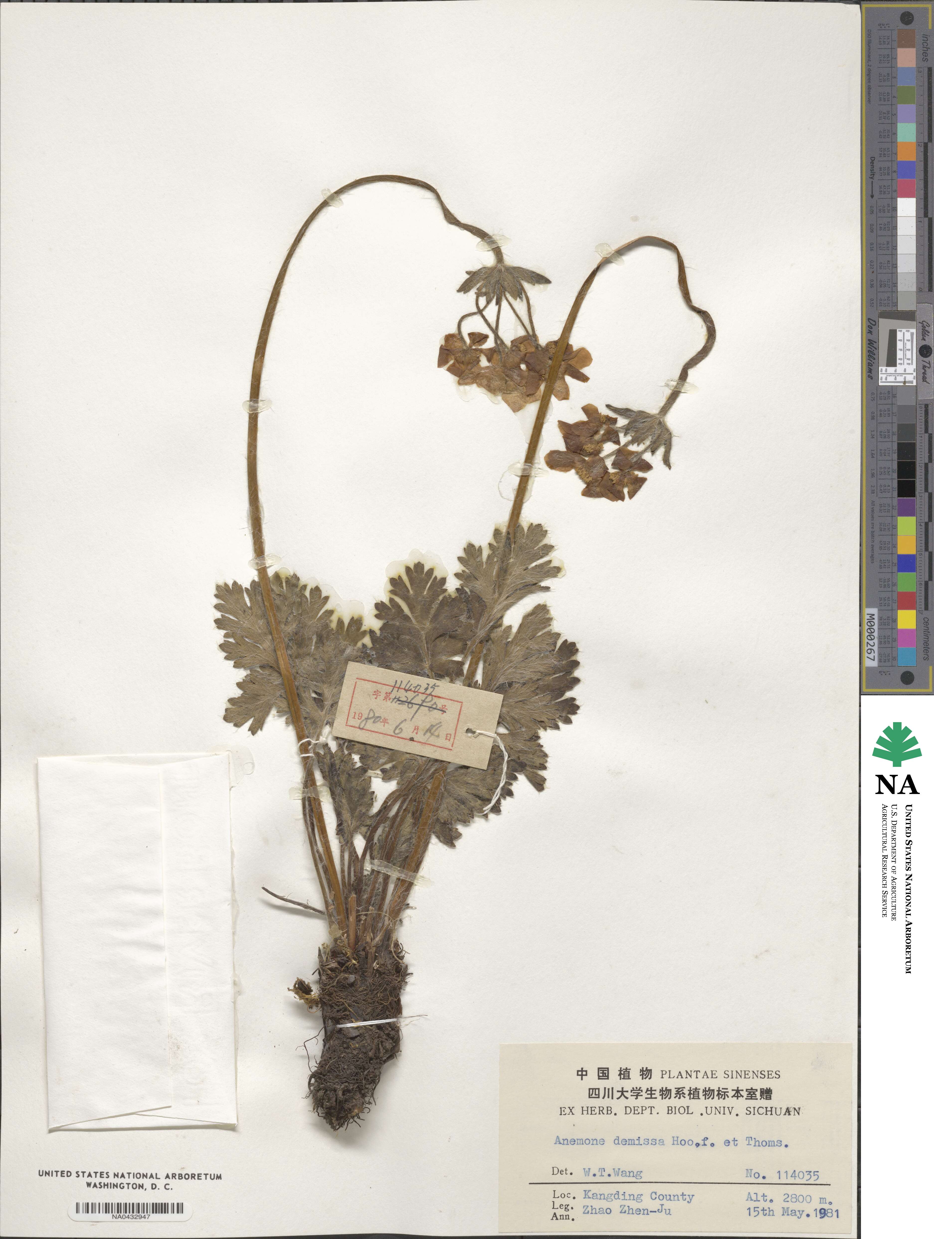 Anemonastrum demissum image