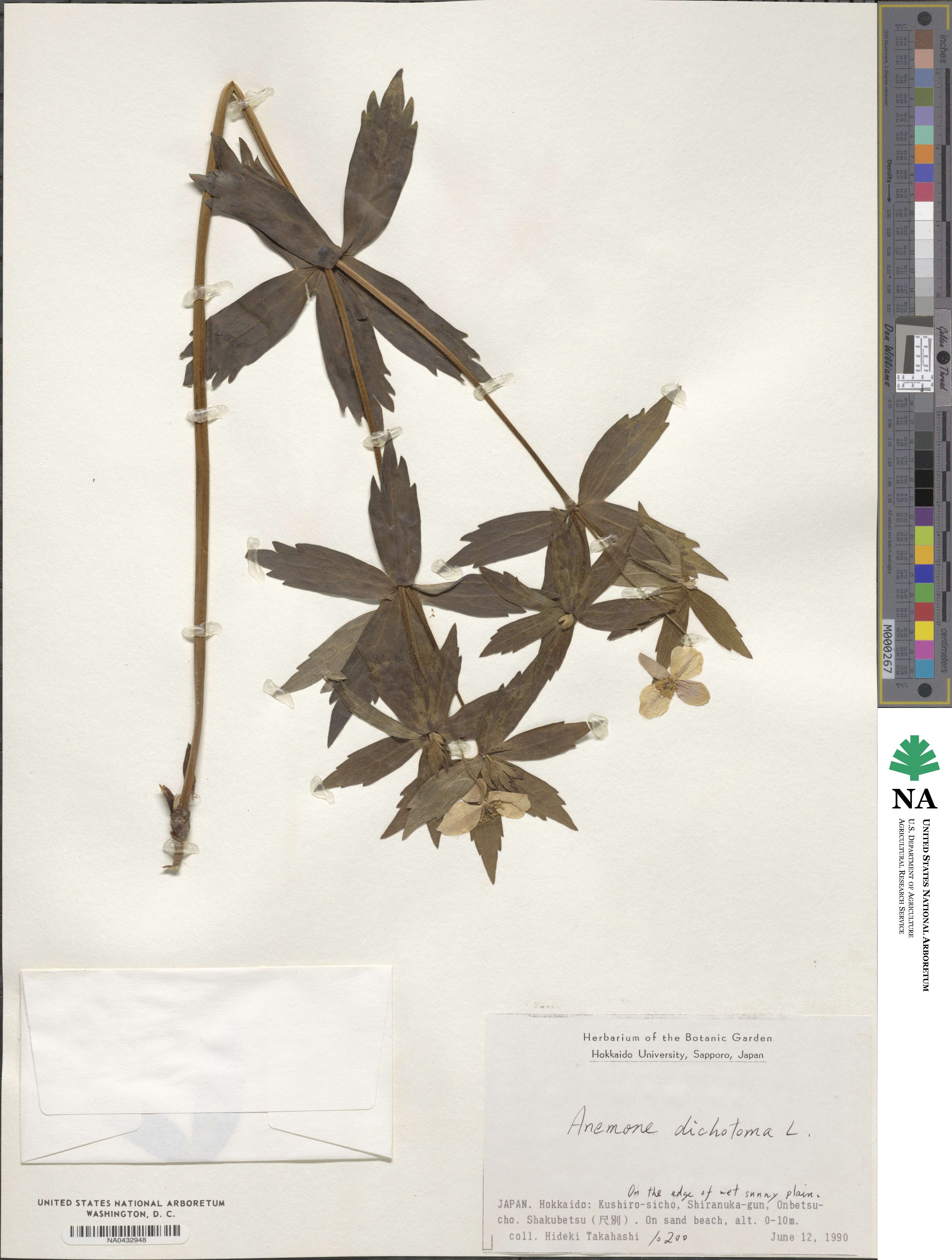 Anemonastrum dichotomum image