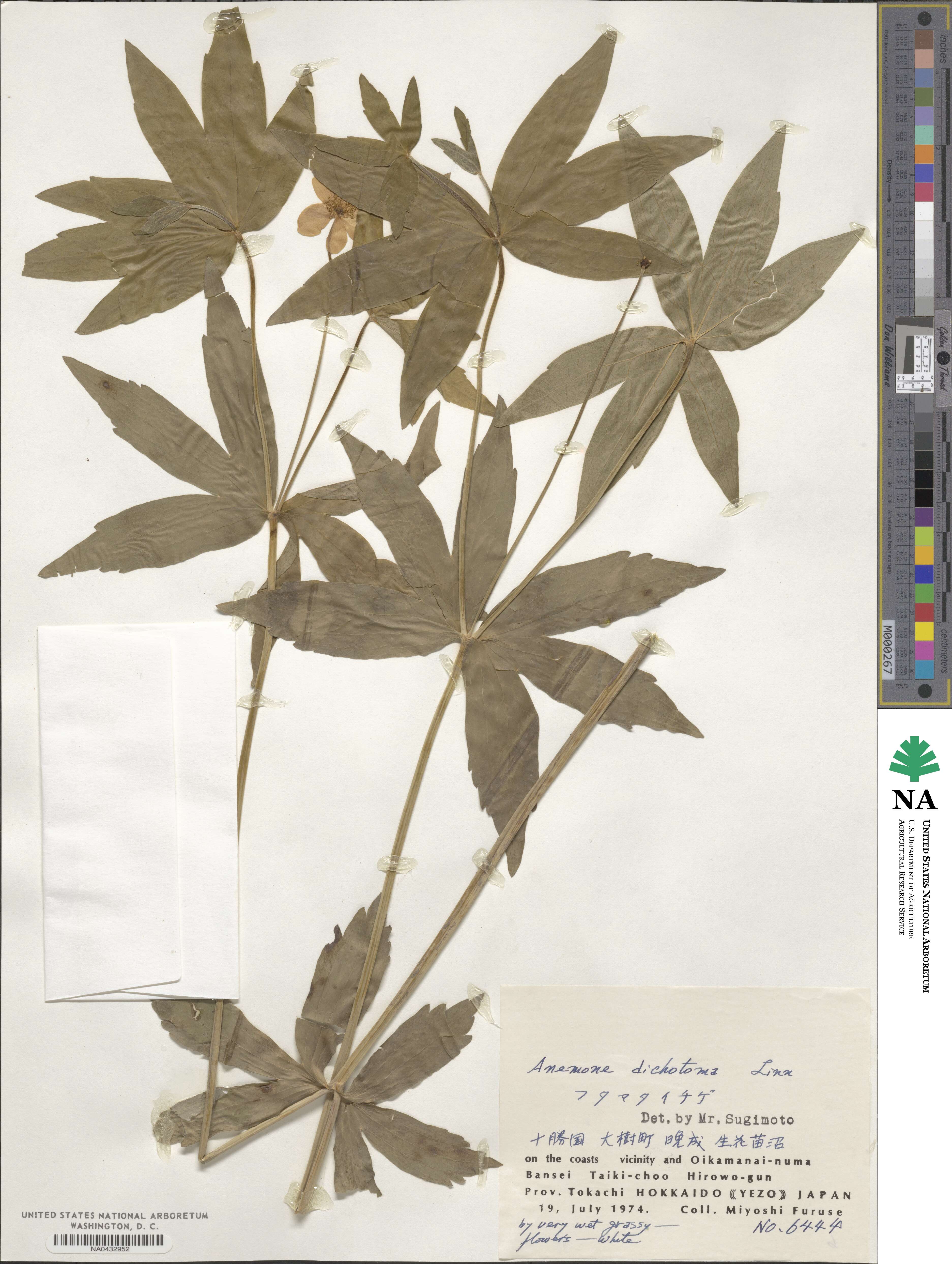 Anemonastrum dichotomum image