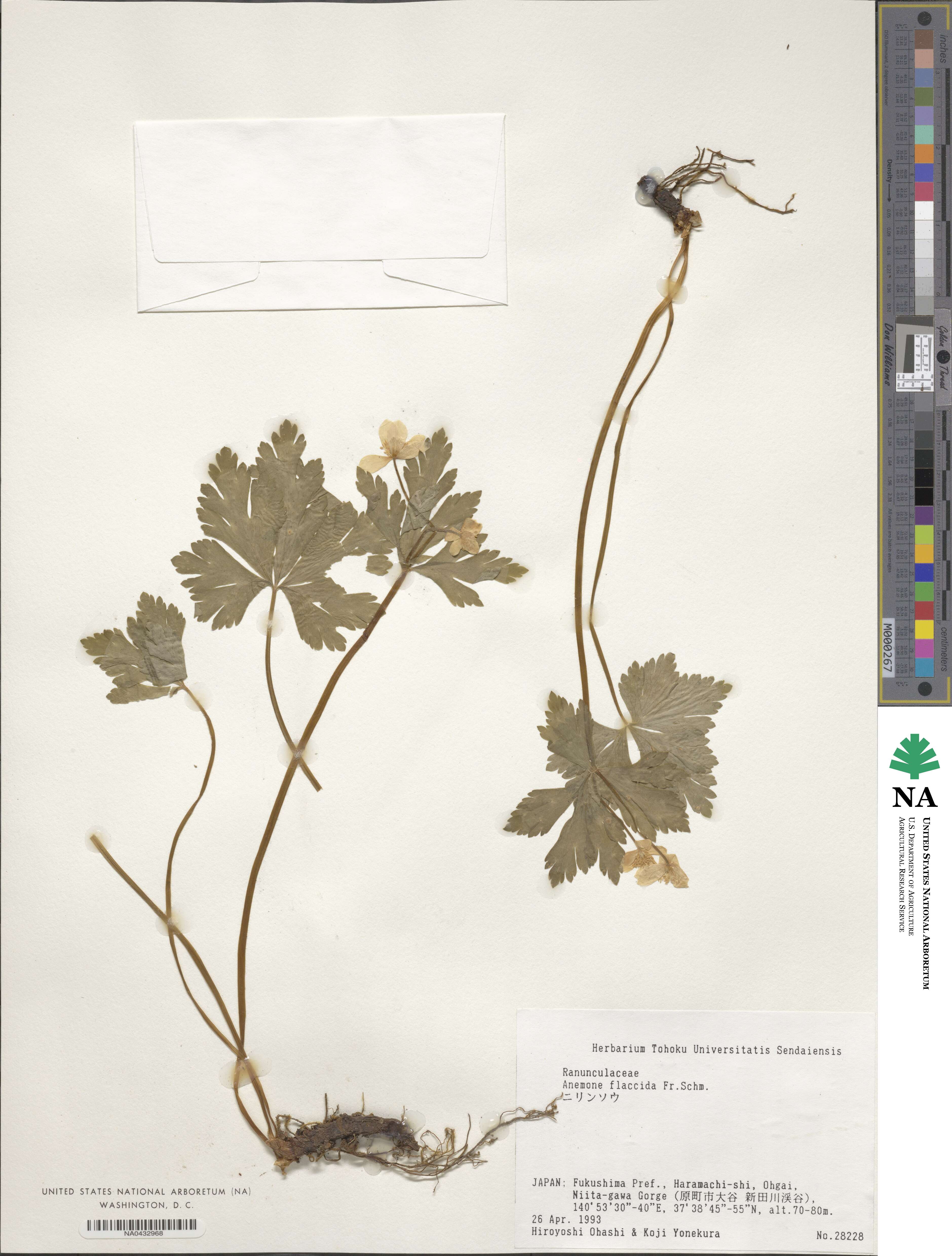 Anemonastrum flaccidum image
