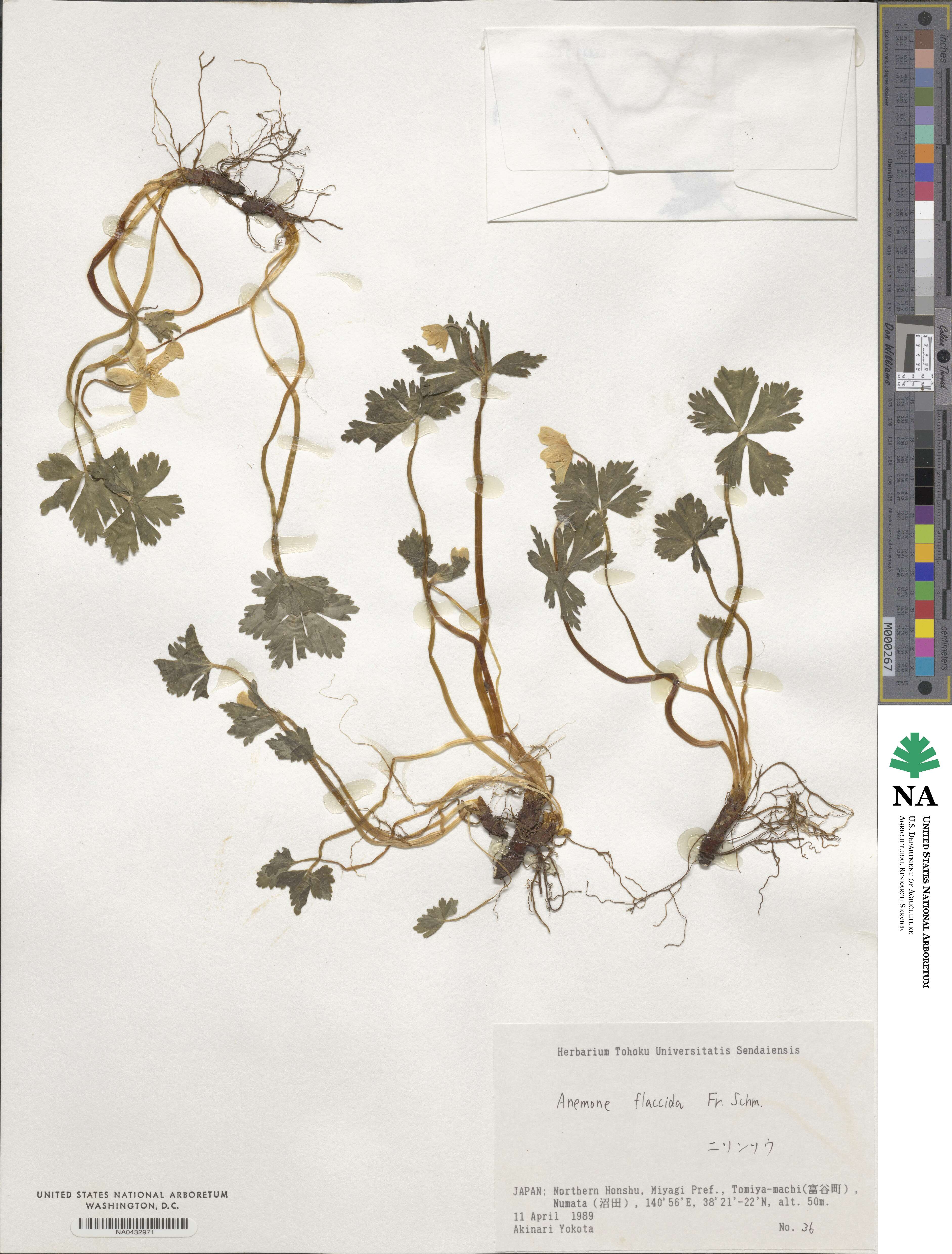Anemonastrum flaccidum image