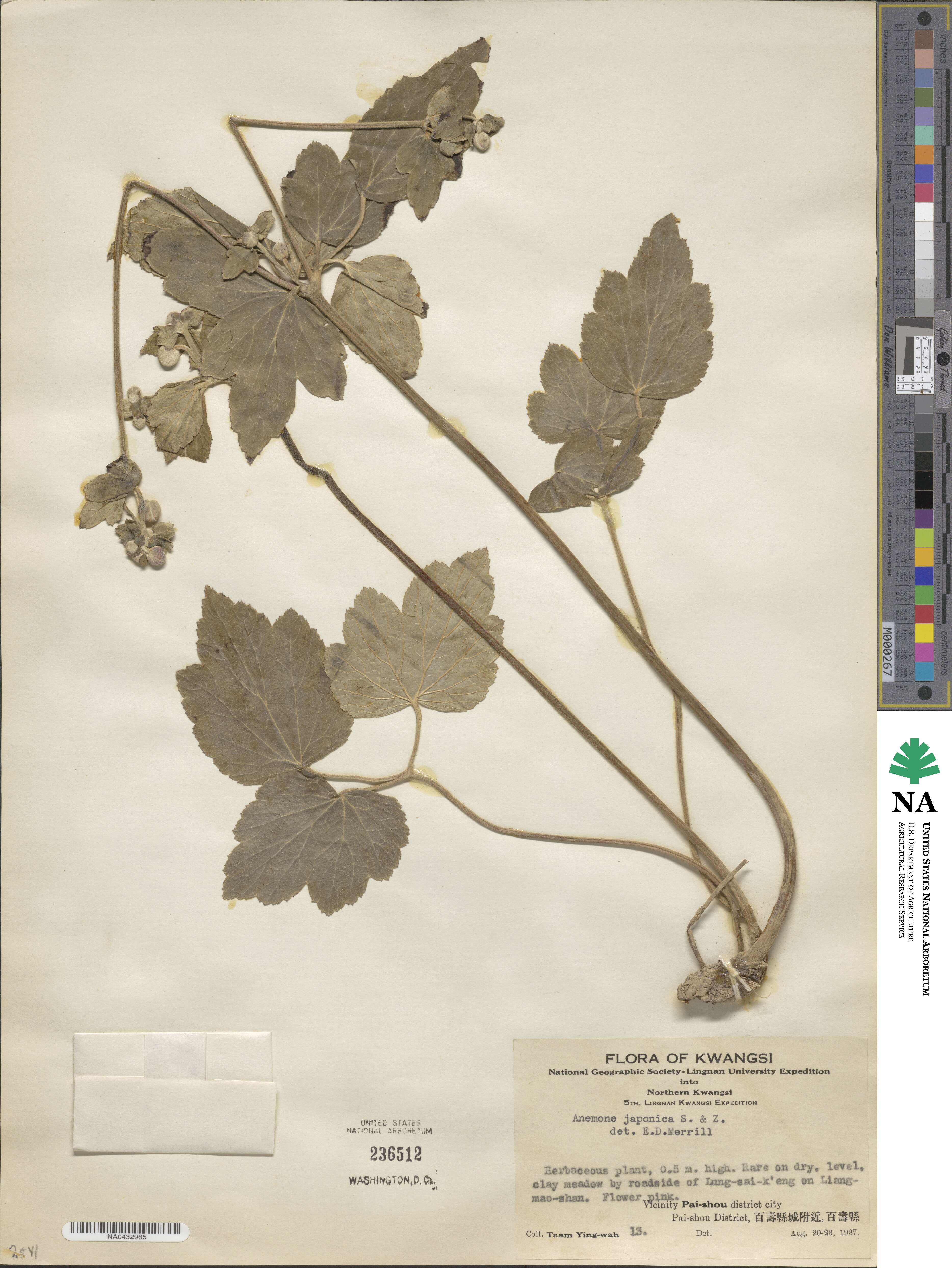 Eriocapitella japonica image