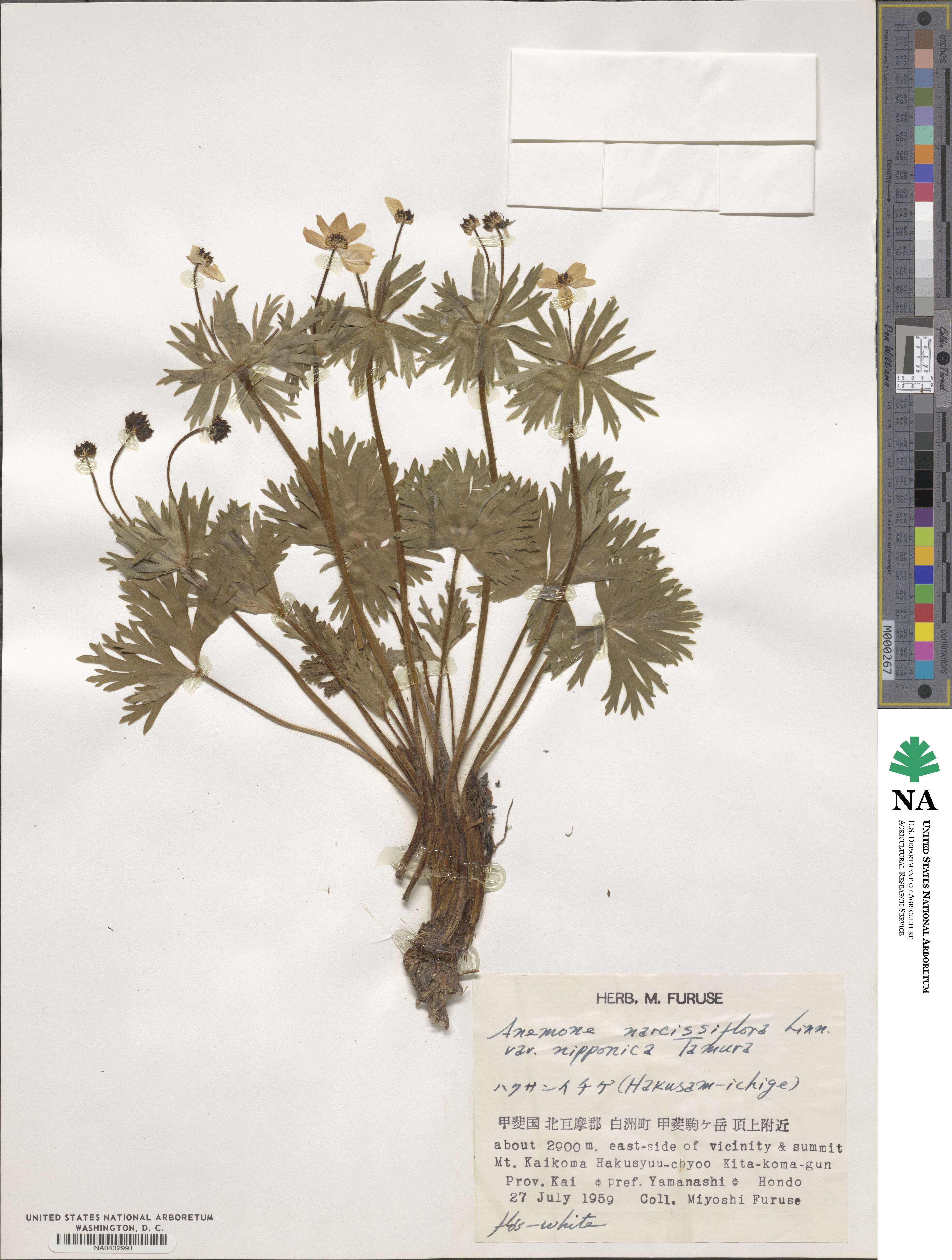 Anemonastrum narcissiflorum subsp. nipponica image