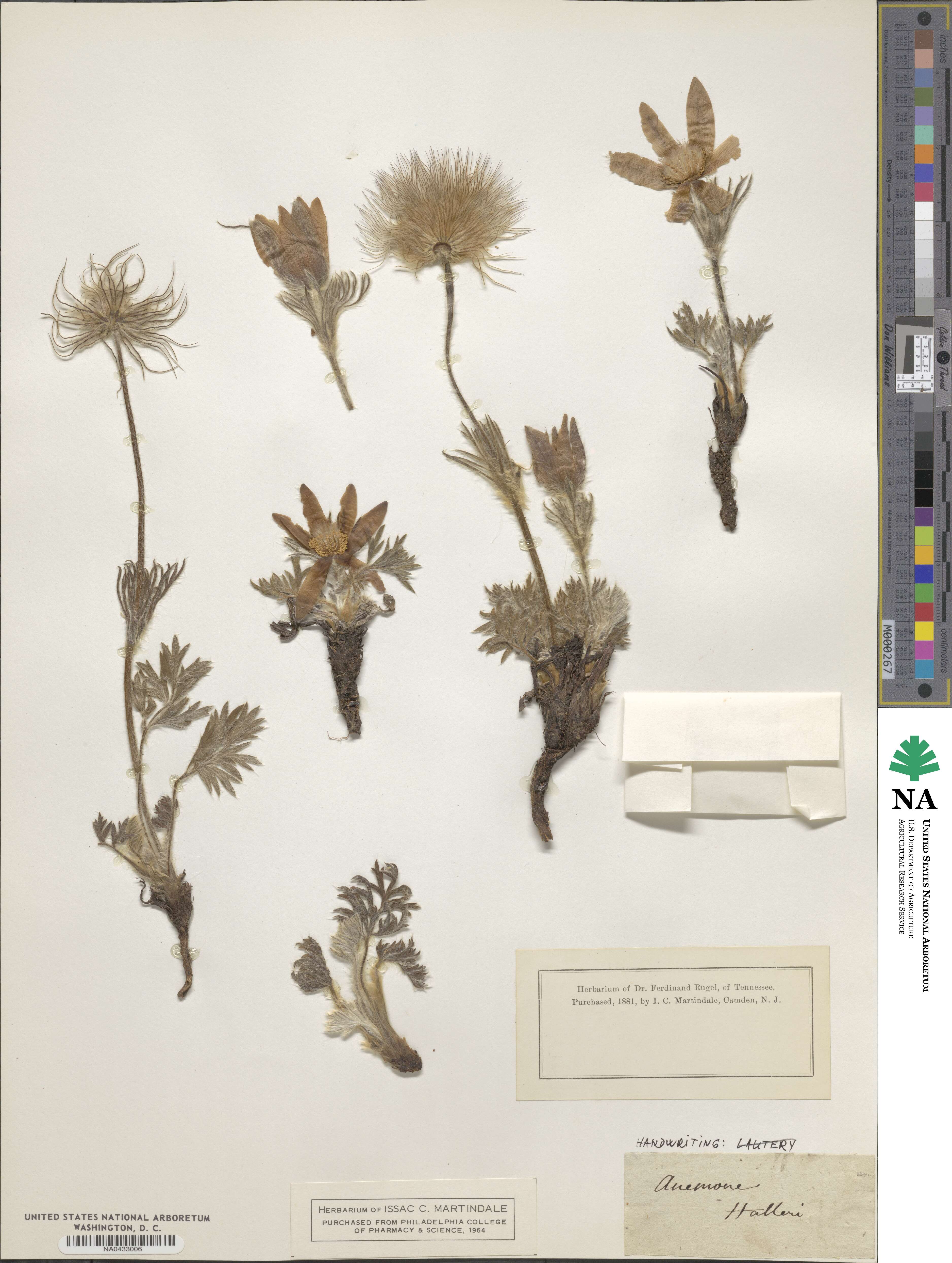 Pulsatilla halleri subsp. halleri image