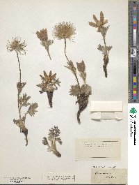 Pulsatilla halleri image
