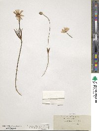 Image of Anemone hortensis