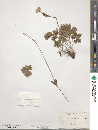 Anemone hortensis image