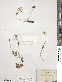 Anemone hortensis image
