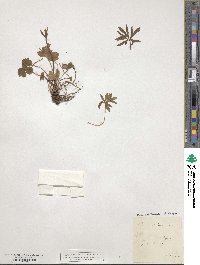 Anemone hortensis image