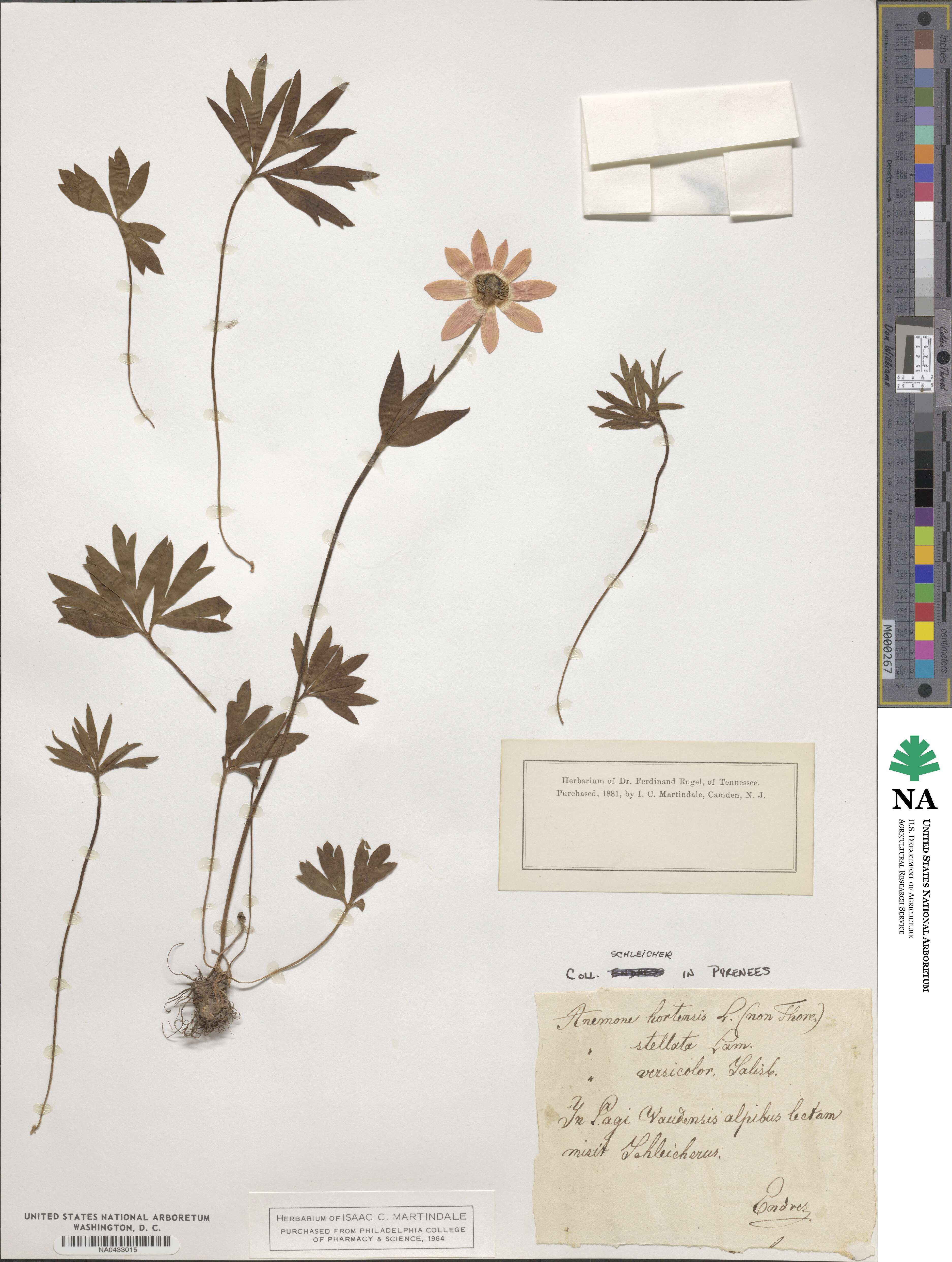 Anemone hortensis image