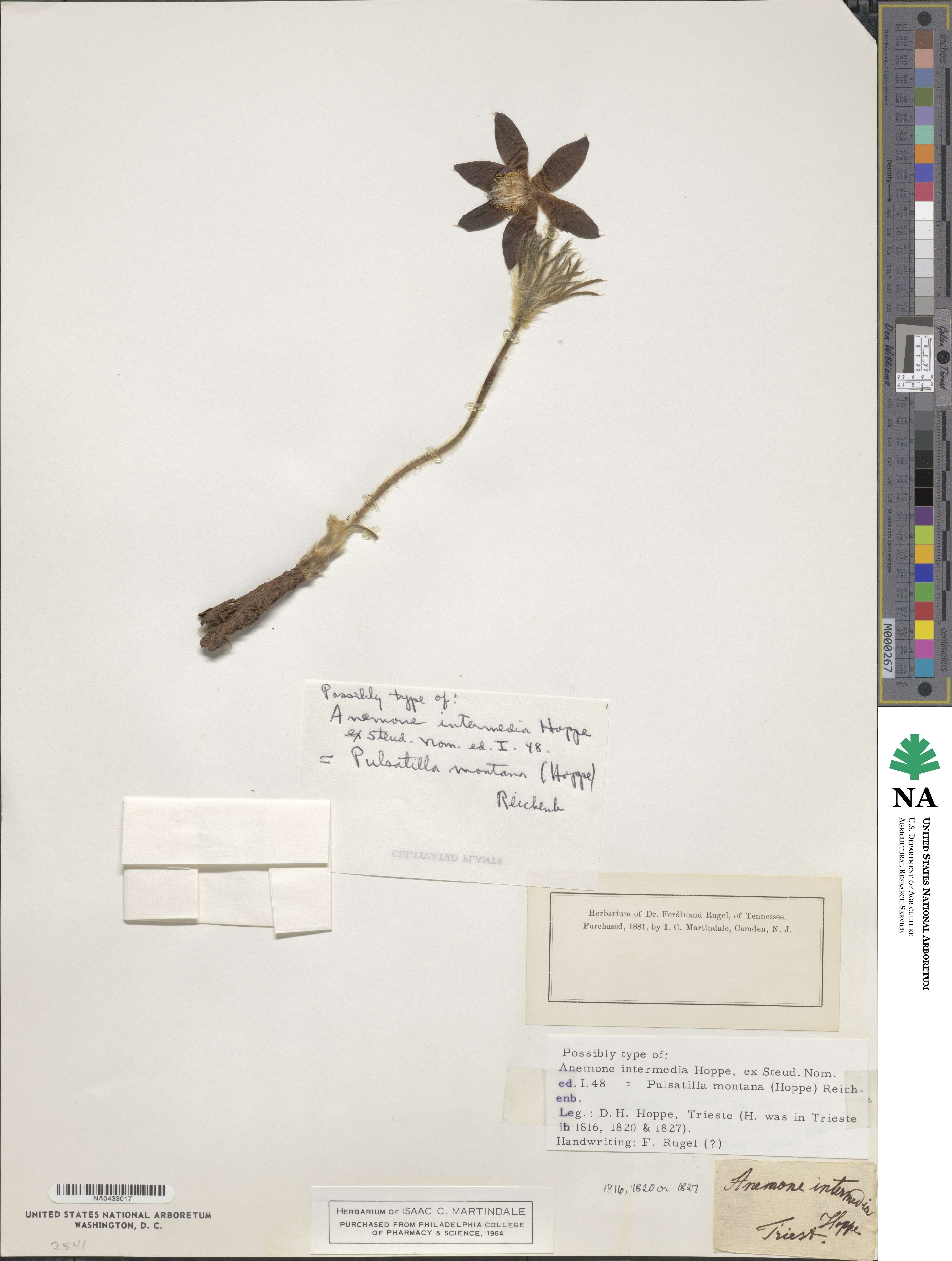 Pulsatilla montana subsp. montana image