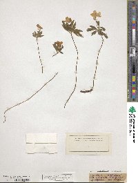 Anemone ranunculoides image