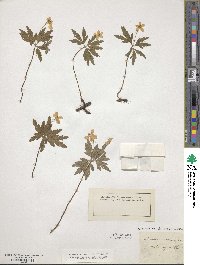 Anemone ranunculoides image