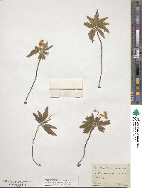 Anemone ranunculoides image