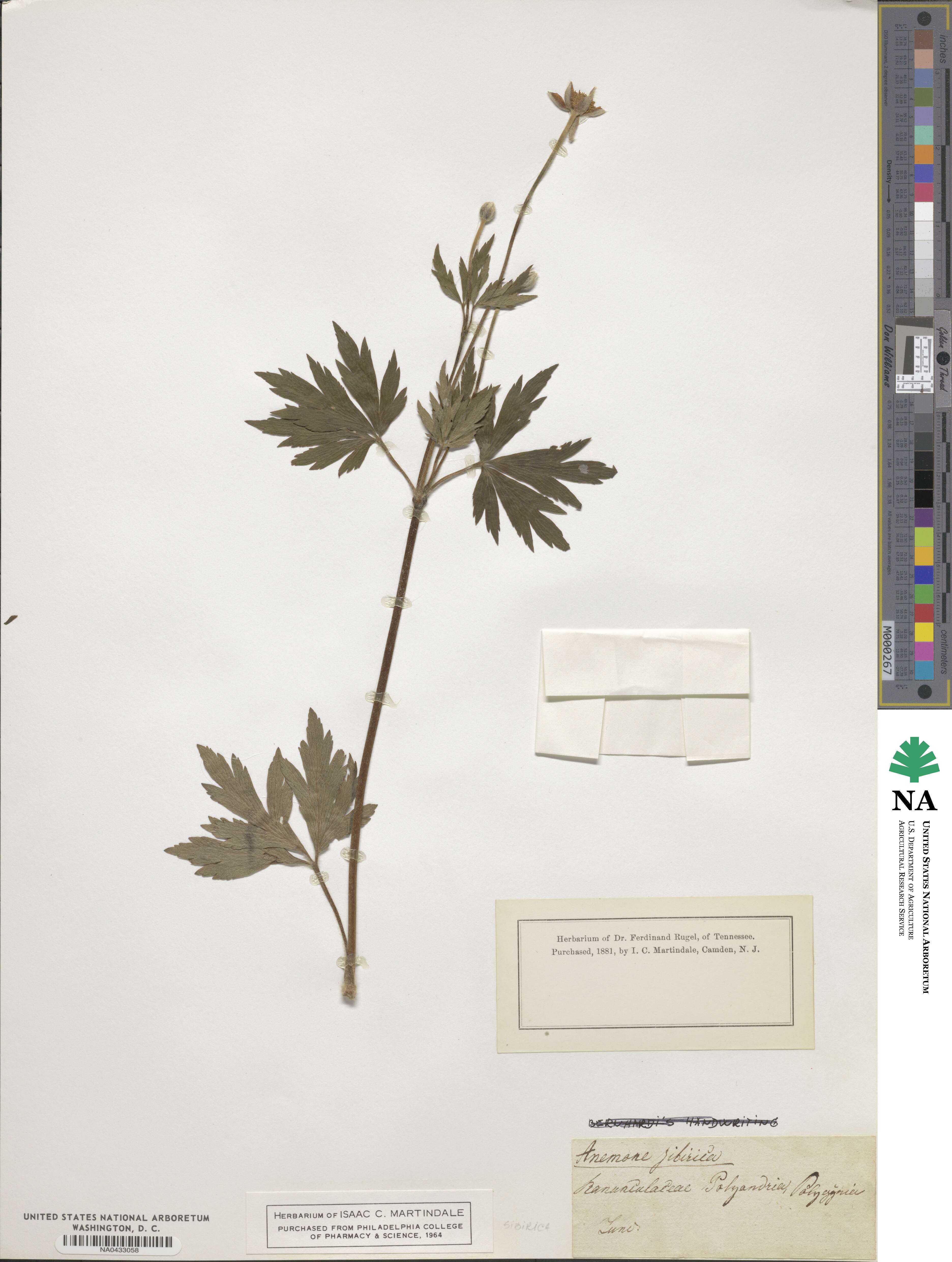 Anemonastrum narcissiflorum subsp. crinitum image