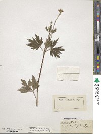 Anemonastrum narcissiflorum image