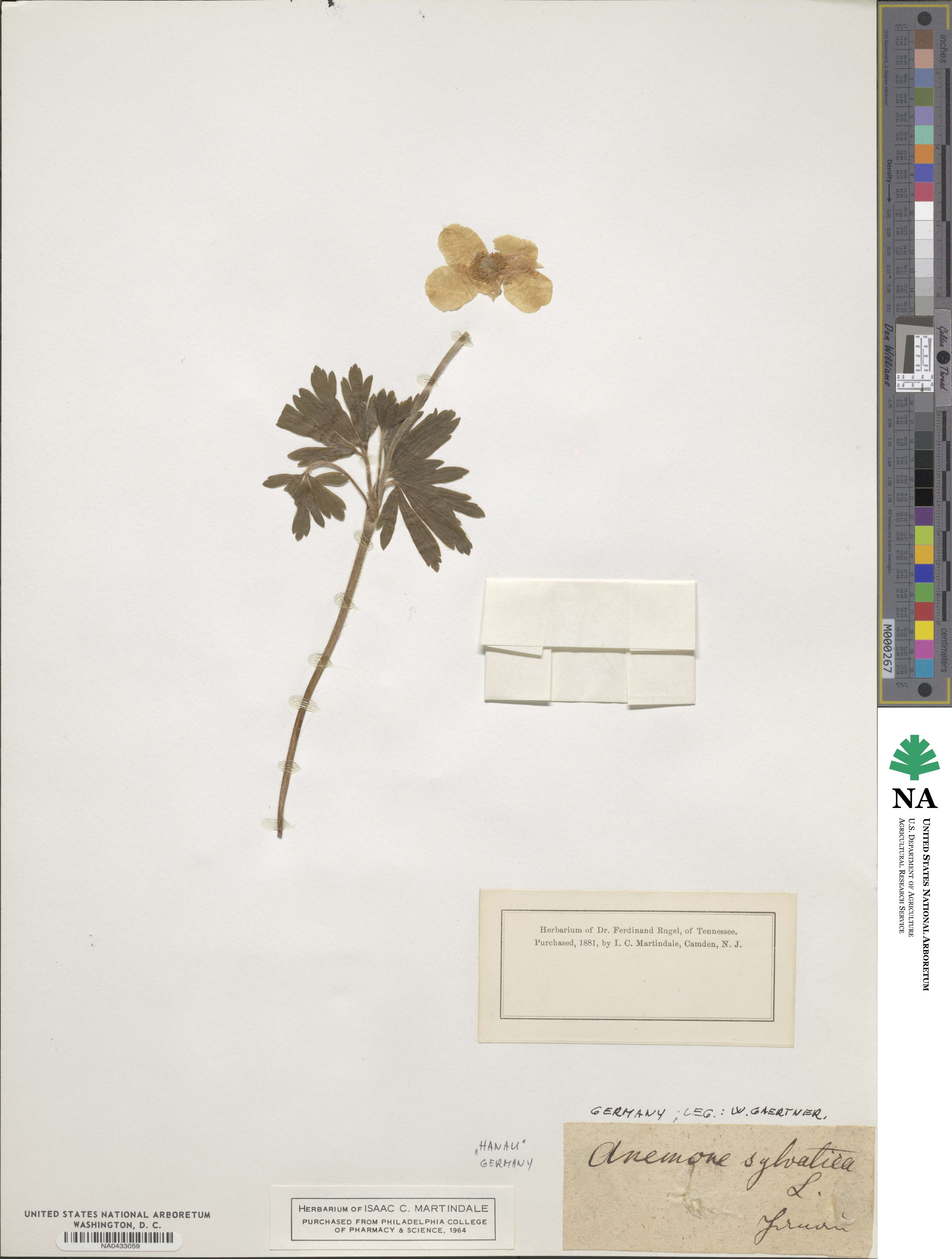 Anemone sylvestris image